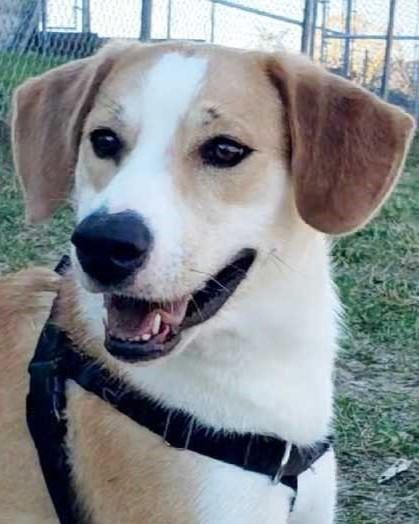 Enlarge Natalia, a Adoptable Mixed Breed in Grayslake, IL image 2/5