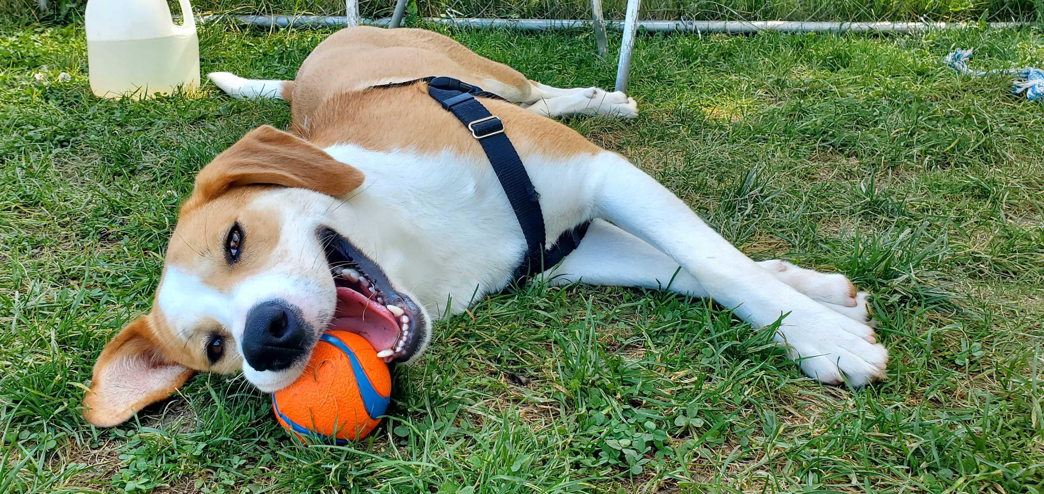 Enlarge Natalia, a Adoptable Mixed Breed in Grayslake, IL image 4/5