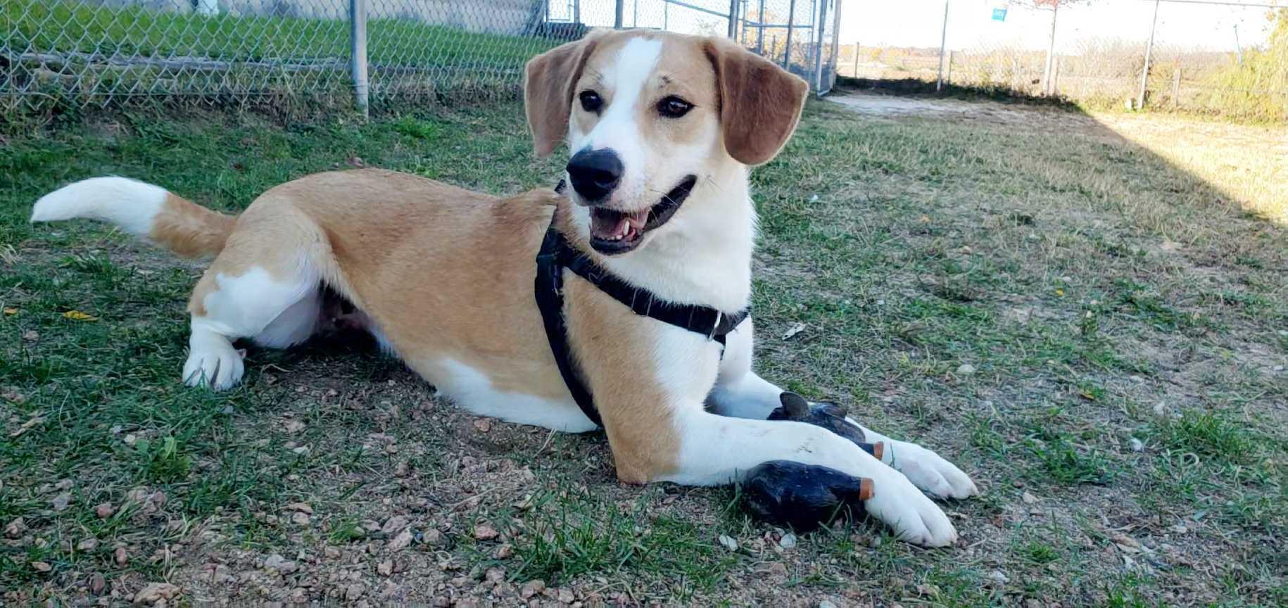 Enlarge Natalia, a Adoptable Mixed Breed in Grayslake, IL image 5/5