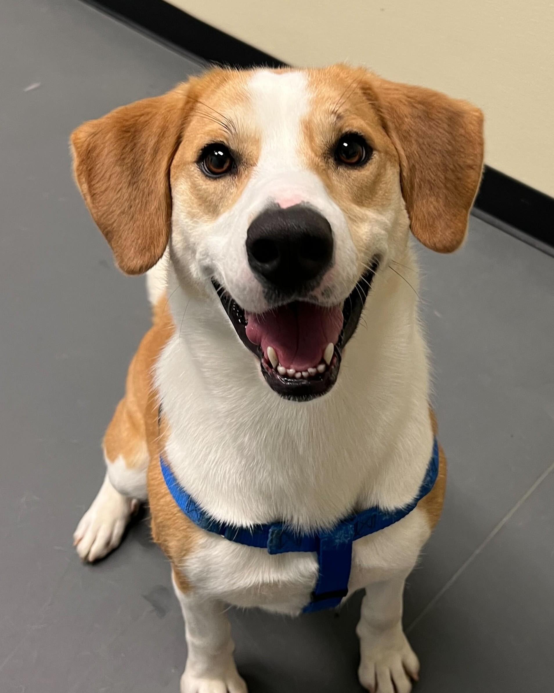 Enlarge Natalia, a Adoptable Mixed Breed in Grayslake, IL image 1/5