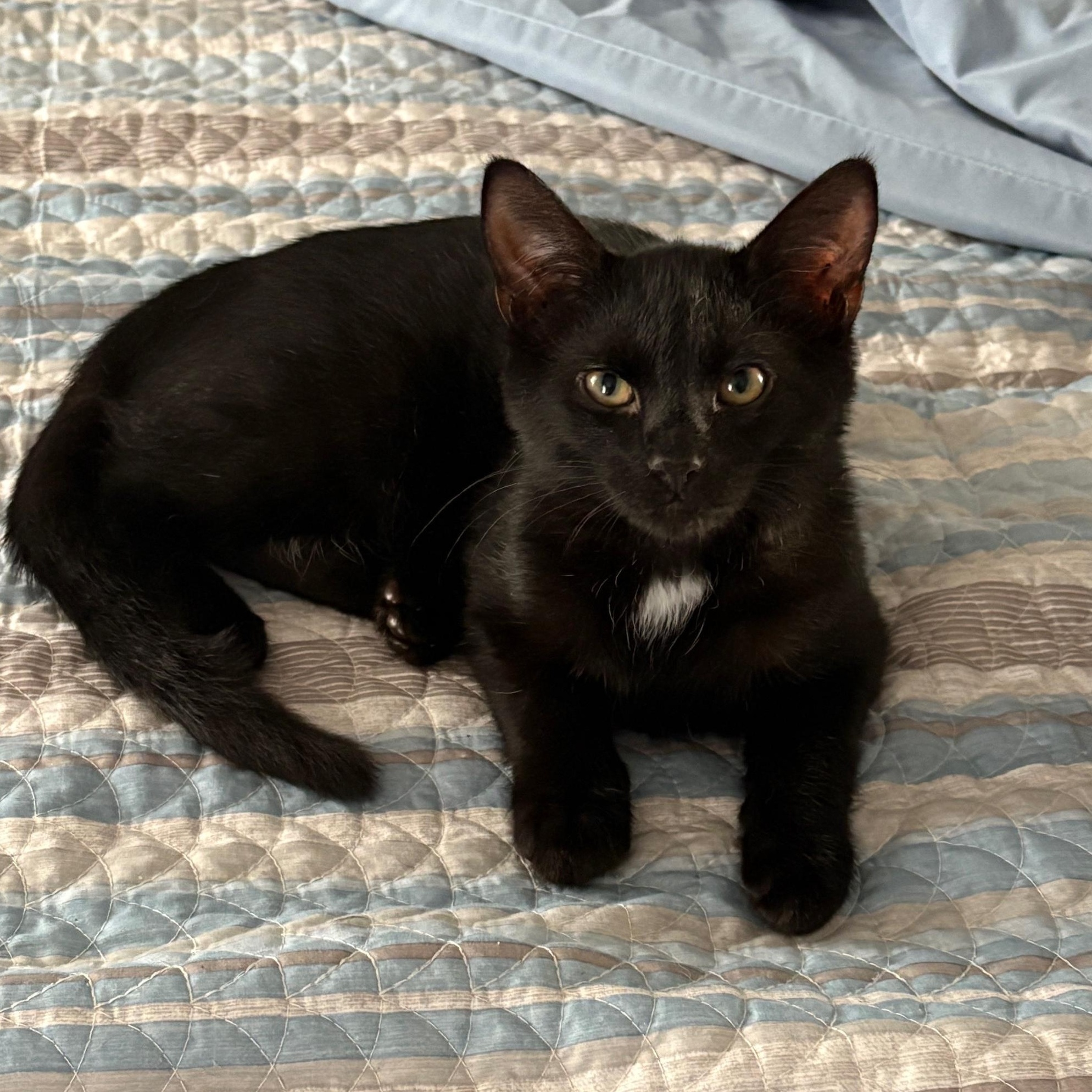 Kitt, Adopted, Young Male Domestic Short Hair.