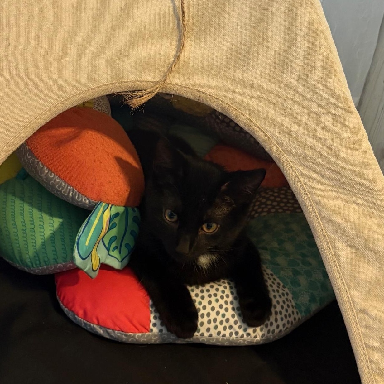 Kitt, a Adopted Domestic Short Hair in Munfordville, KY image 2/3