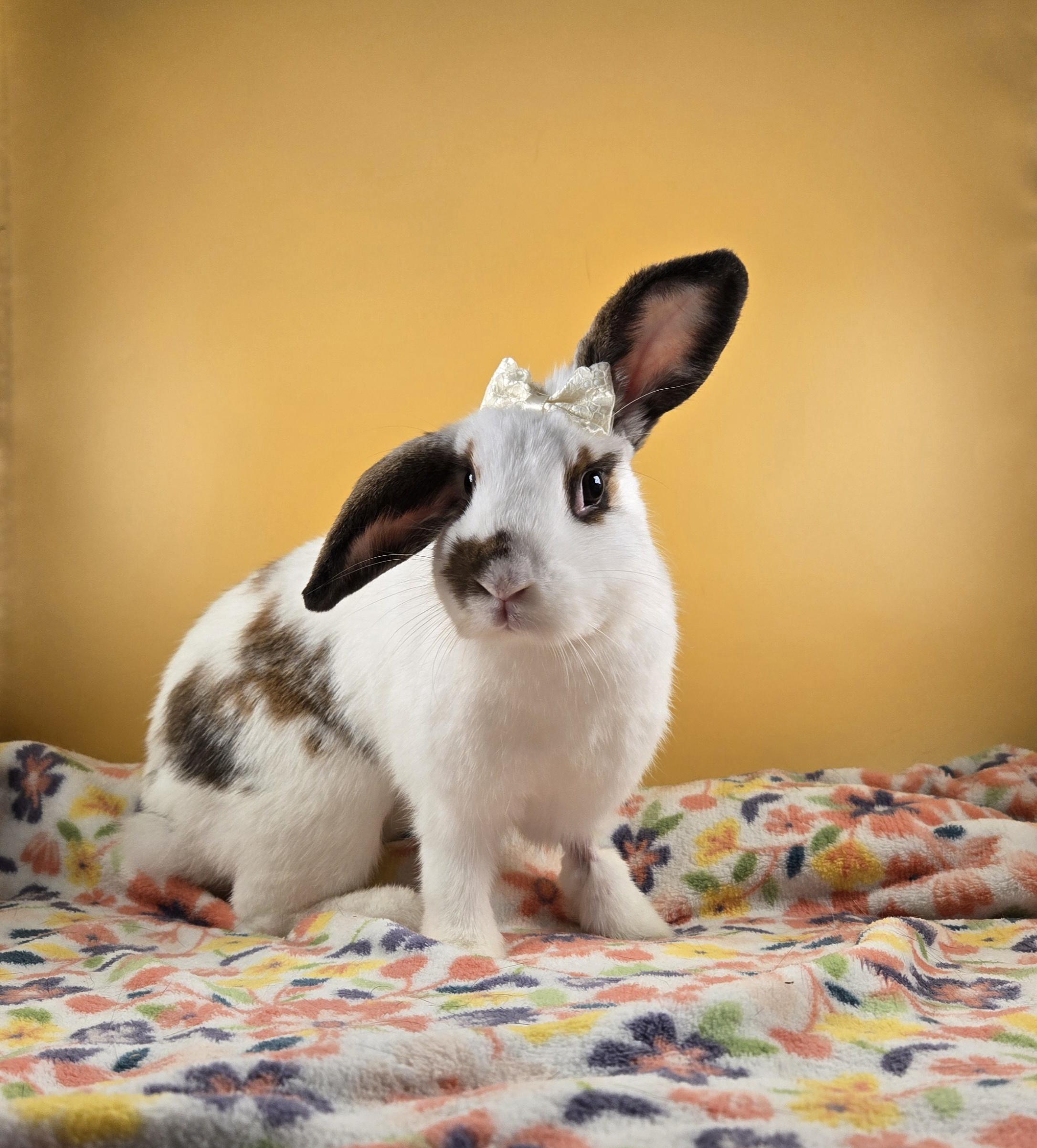 Bluey and Bingo, a Adopted mixed breed in San Antonio, TX image 1/6