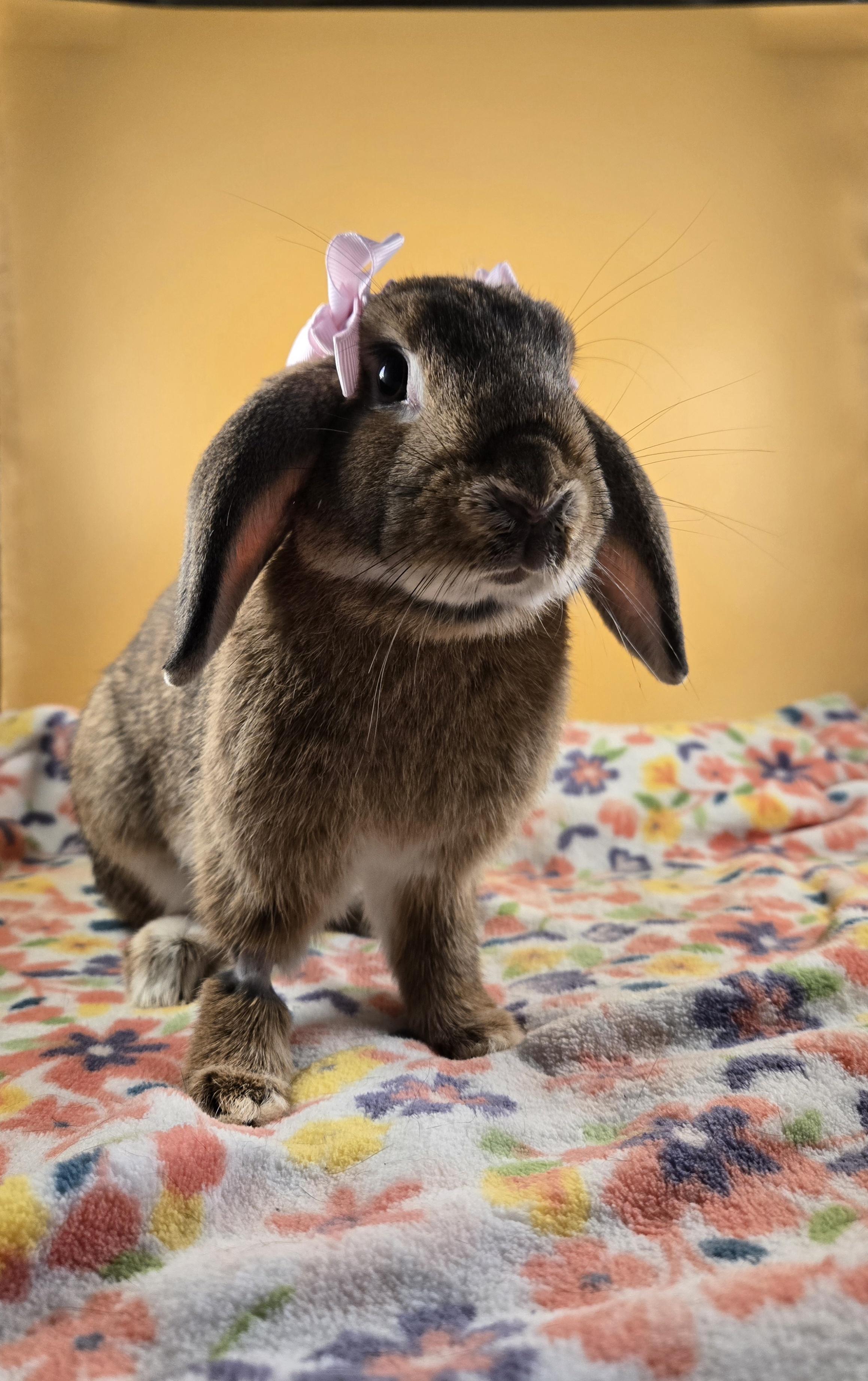Bluey and Bingo, a Adopted mixed breed in San Antonio, TX image 2/6