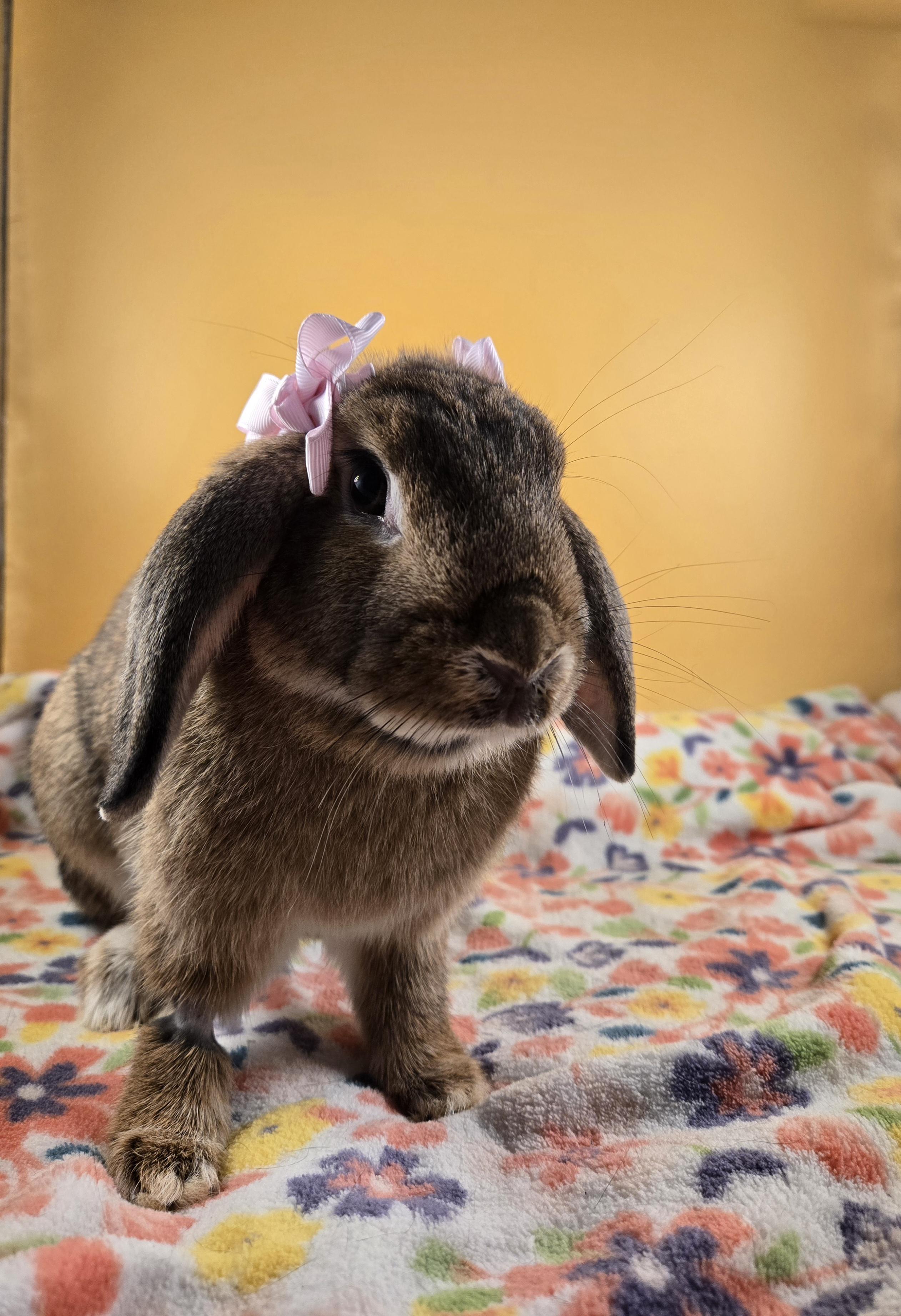 Bluey and Bingo, a Adopted mixed breed in San Antonio, TX image 3/6