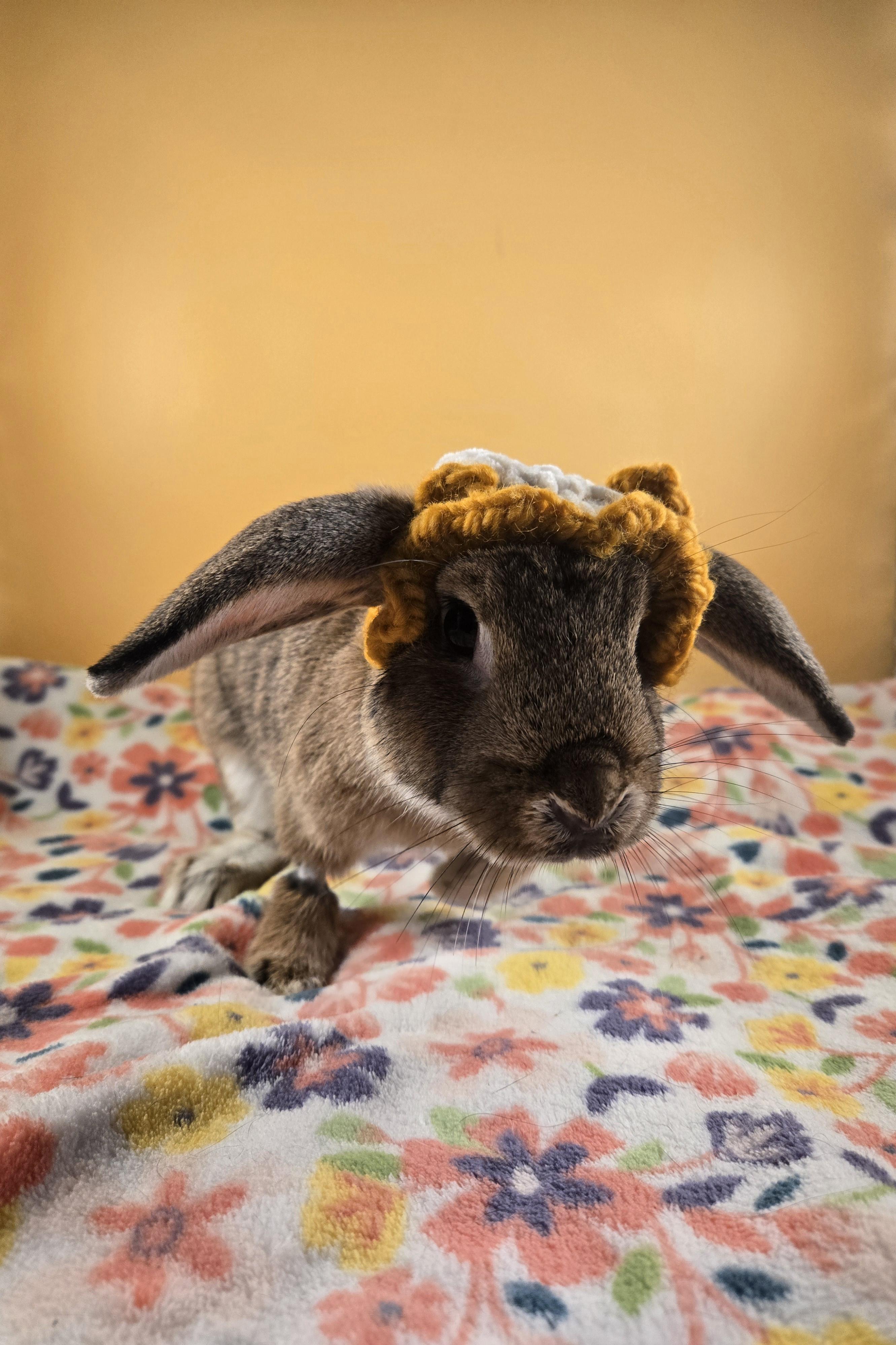 Bluey and Bingo, a Adopted mixed breed in San Antonio, TX image 4/6