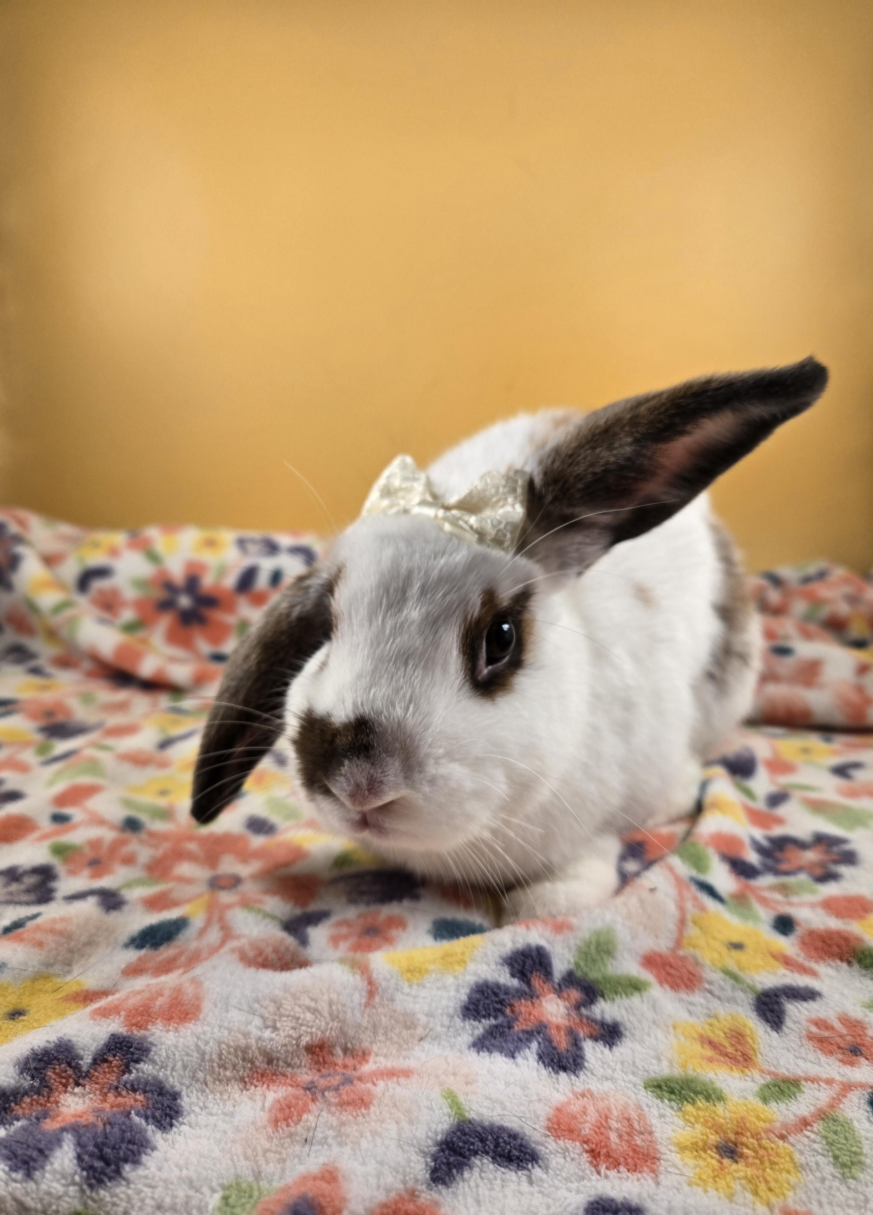 Bluey and Bingo, a Adopted mixed breed in San Antonio, TX image 5/6