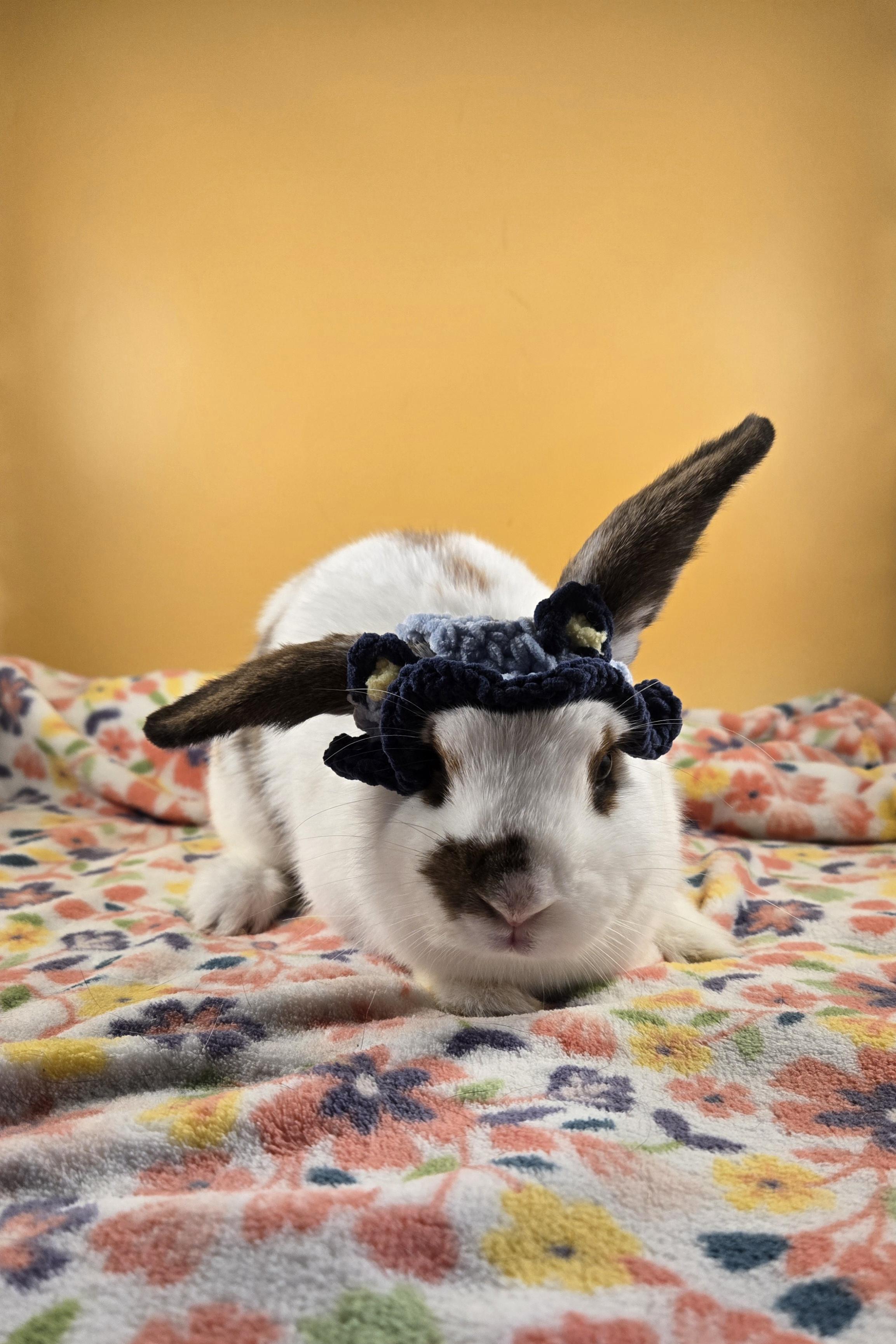 Bluey and Bingo, a Adopted mixed breed in San Antonio, TX image 6/6