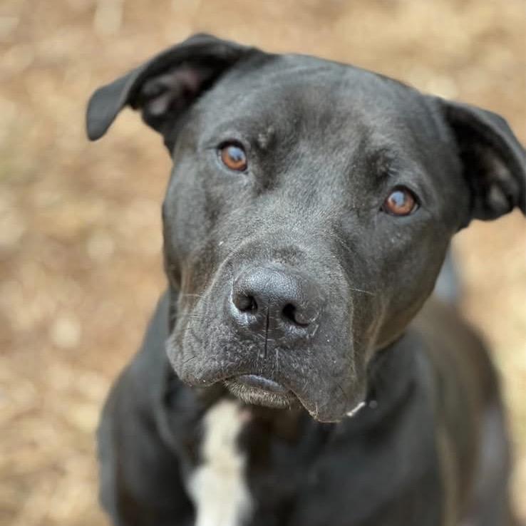 Lainey, Adoptable, Young Female Black Labrador Retriever & Mixed Breed.