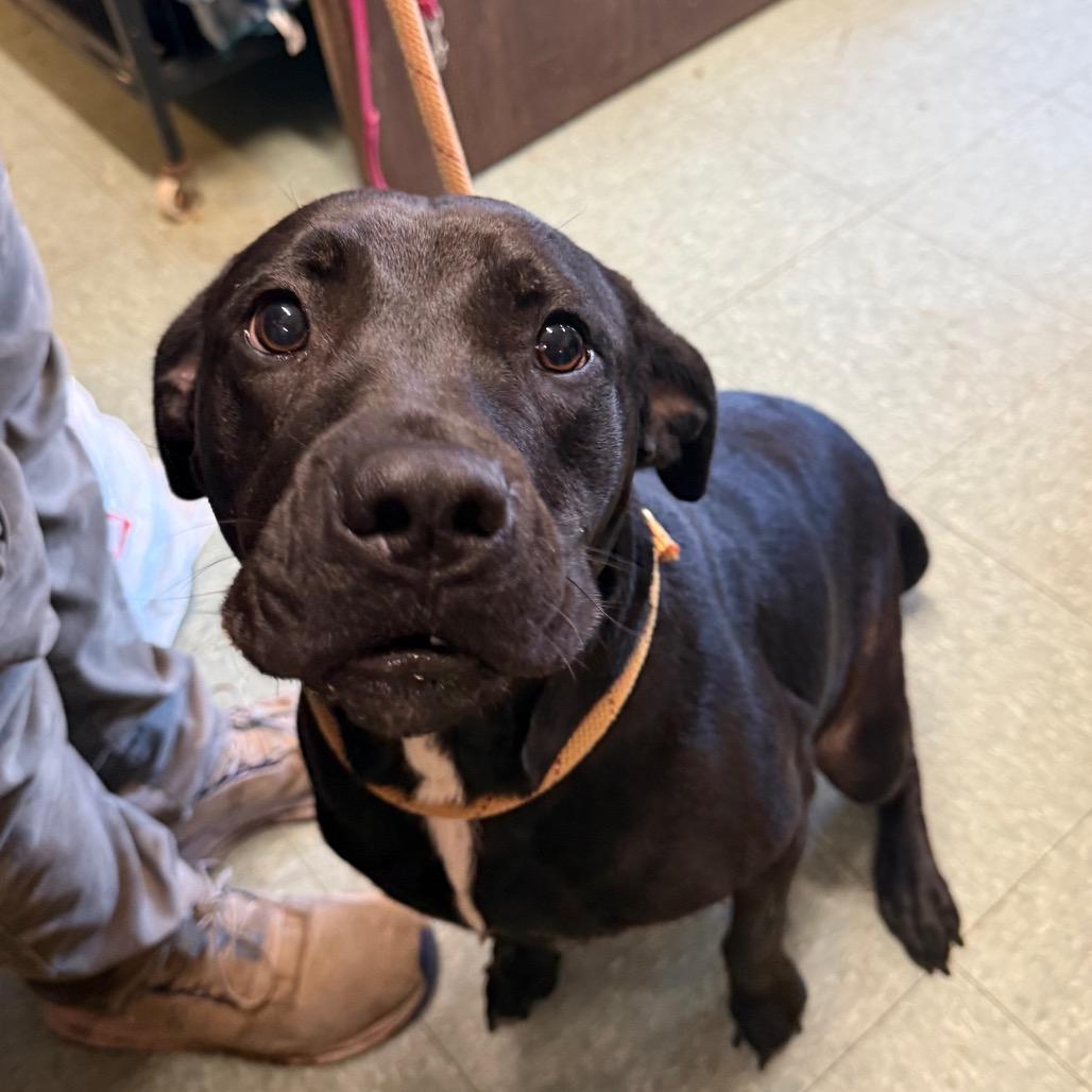 Lainey, a Adoptable mixed breed in Sand Springs, OK image 2/2
