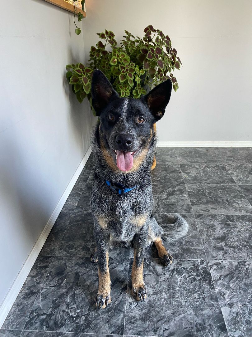 Enlarge Smoke, a Adoptable Cattle Dog in Exshaw, AB image 1/1