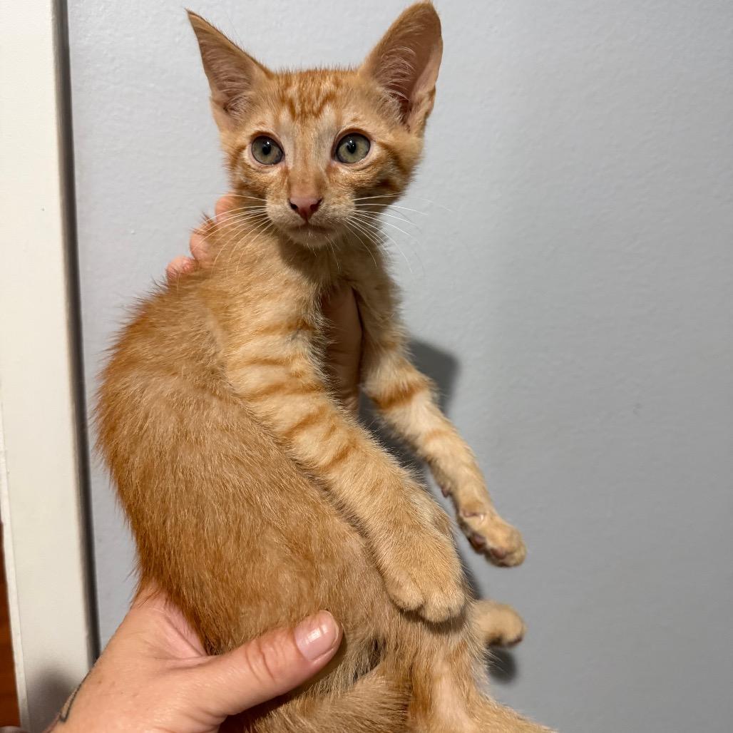 Enlarge Adam, a Adoptable Domestic Short Hair in Simi Valley, CA image 1/2
