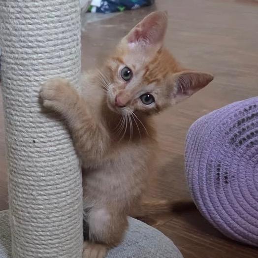 Enlarge Adam, a Adoptable Domestic Short Hair in Simi Valley, CA image 2/2