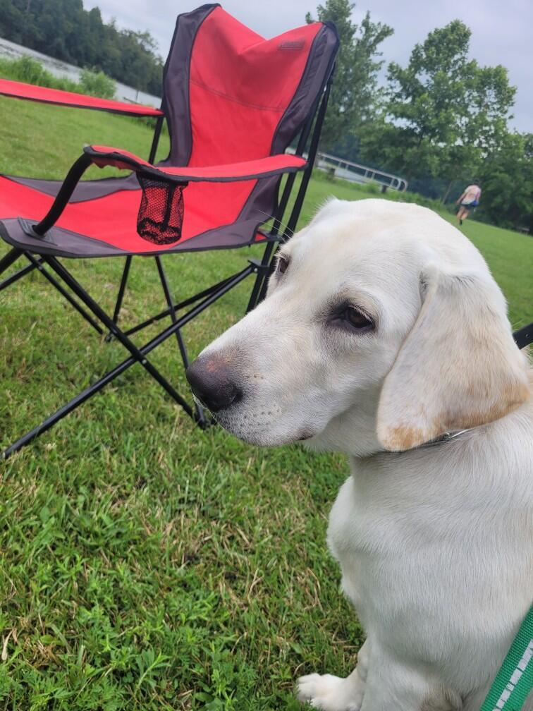 Sonny, Adopted, Young Male Yellow Labrador Retriever.