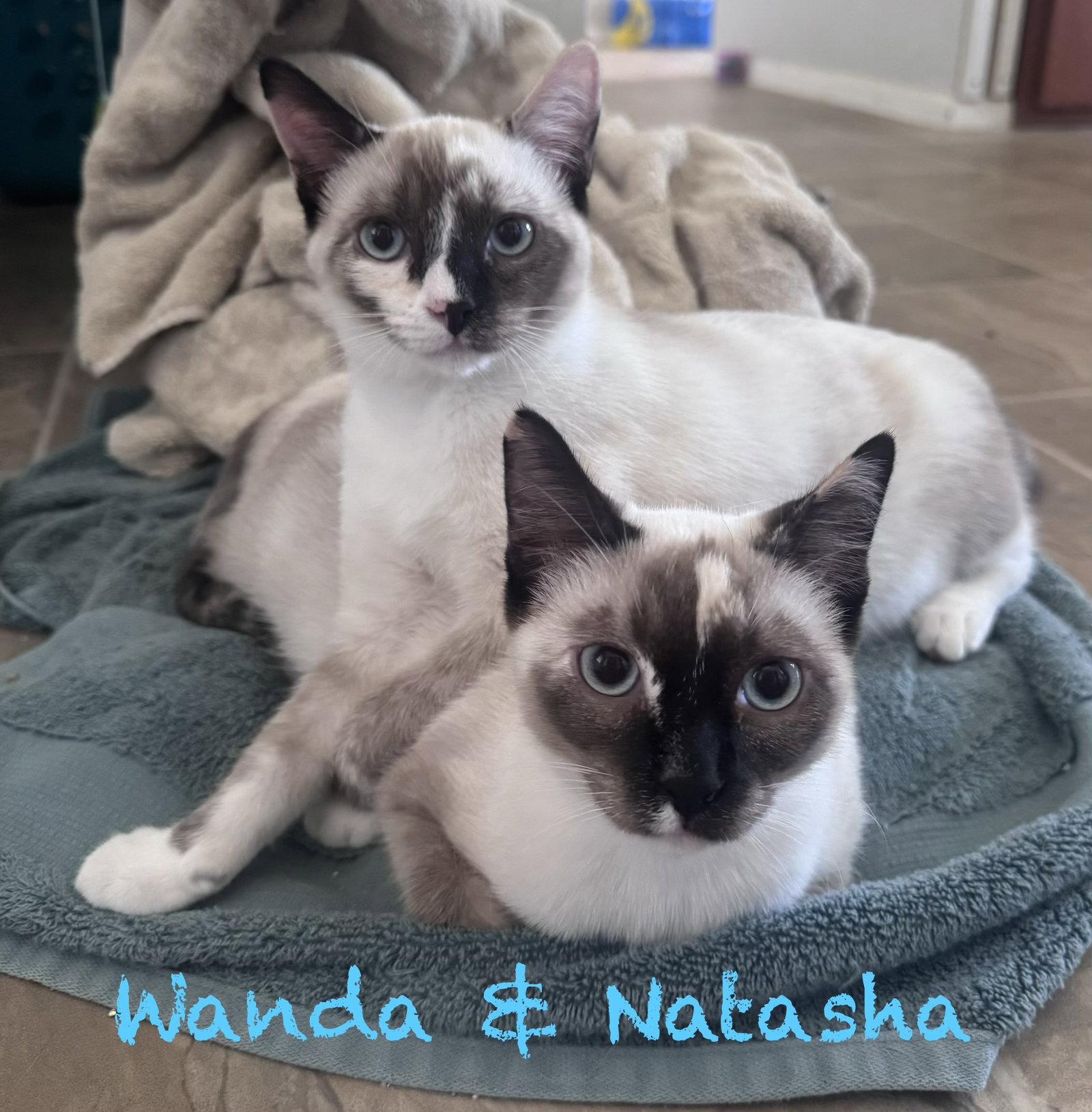 Enlarge Wanda, a Adoptable Siamese in Phoenix, AZ image 1/3