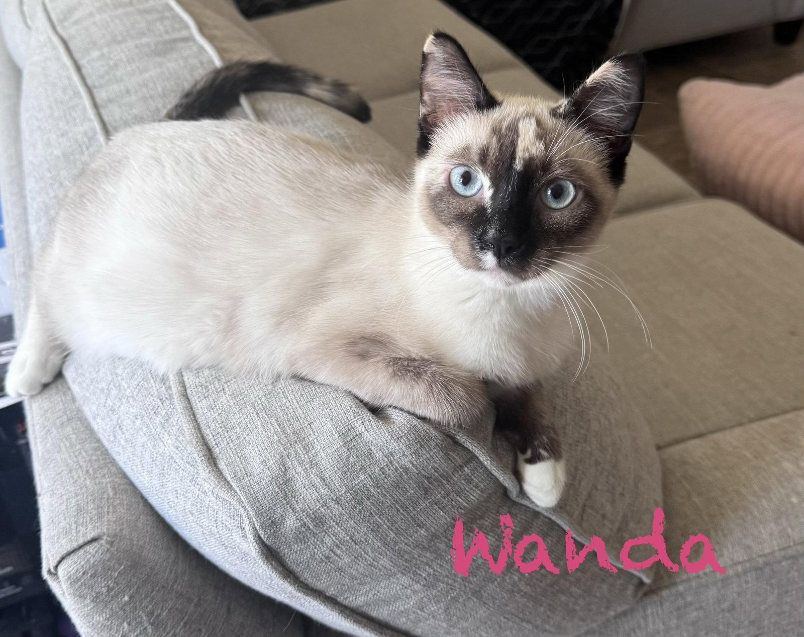 Enlarge Wanda, a Adoptable Siamese in Phoenix, AZ image 2/3