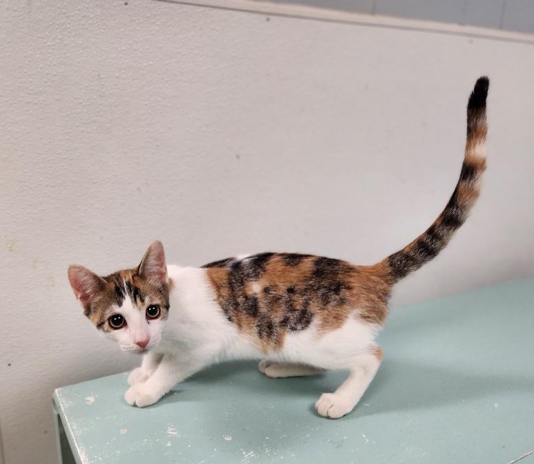 Cat 27078 (Winnie) — thumbnail 2