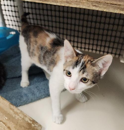 Cat 27078 (Winnie) — thumbnail 3