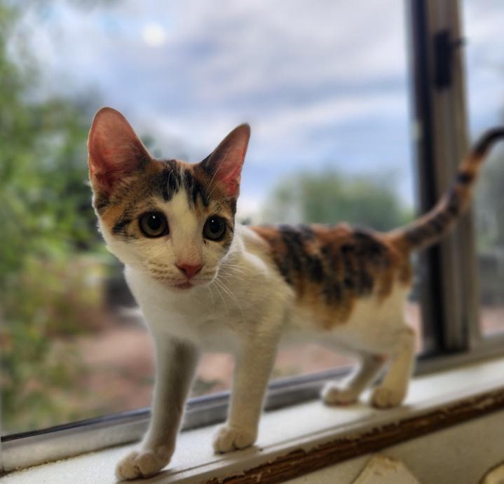 Cat 27078 (Winnie) — thumbnail 4