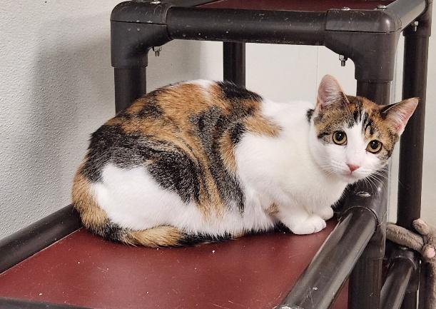 Cat 27078 (Winnie) — thumbnail 5