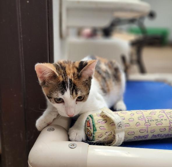 Cat 27078 (Winnie) — thumbnail 6