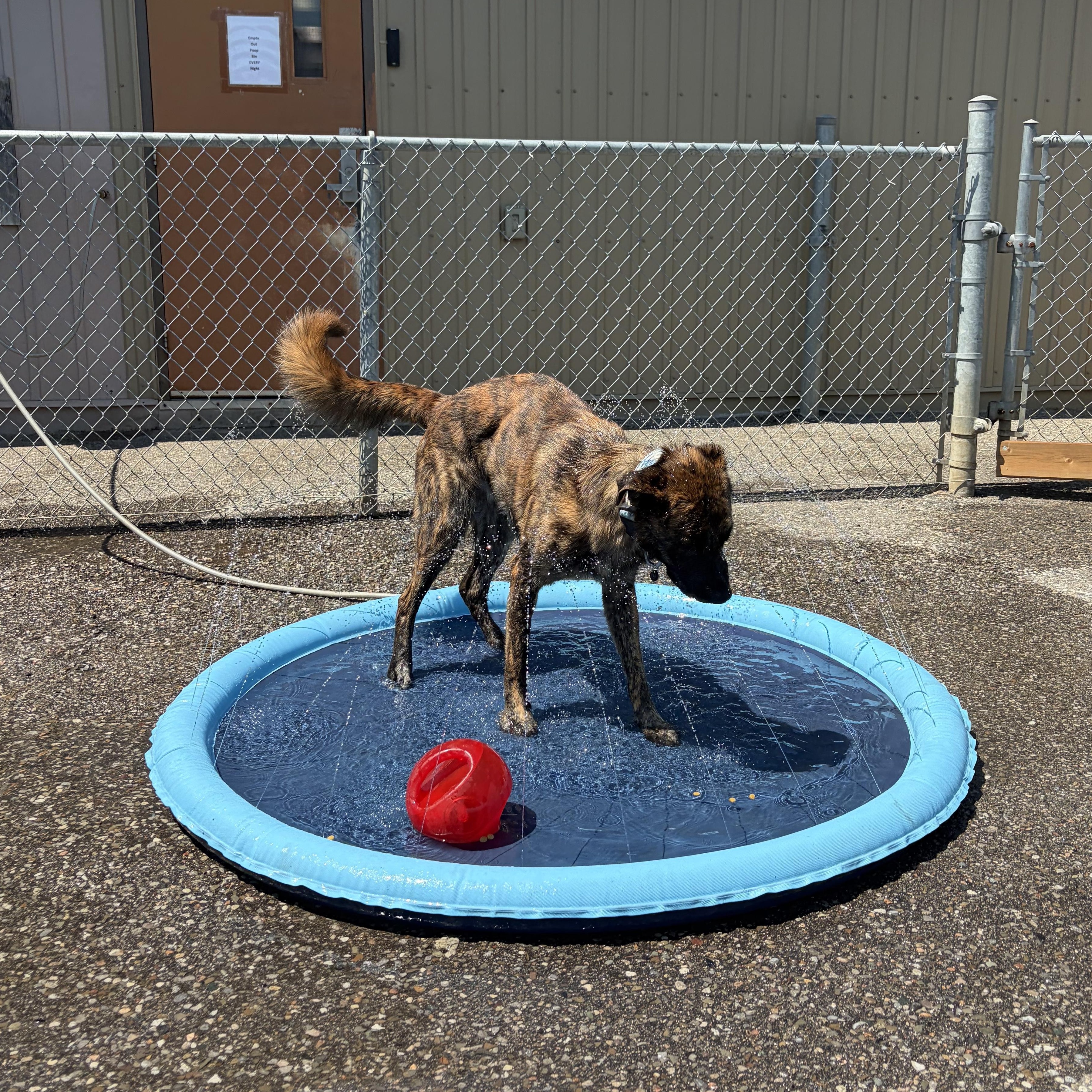 Diesel, an adoptable mixed breed in Caledon, ON image 6/6