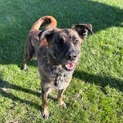 Enlarge Diesel, a ADOPTABLE mixed breed in Caledon, ON image 2/4