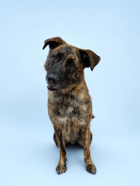 Diesel, ADOPTABLE, Adult Male German Shepherd Dog & Presa Canario.