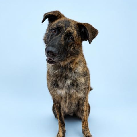 Enlarge Diesel, a ADOPTABLE mixed breed in Caledon, ON image 3/4