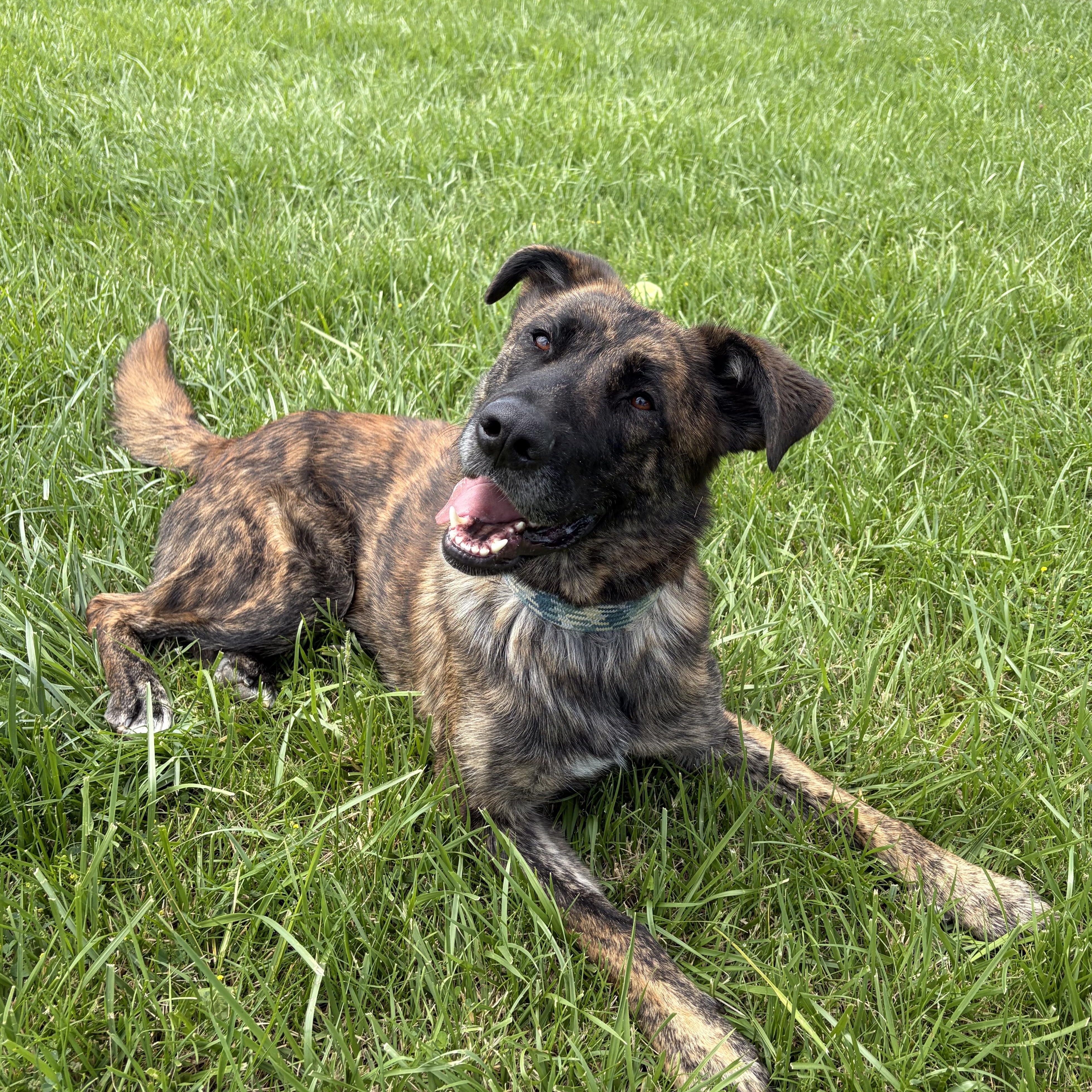 Enlarge Diesel, an adoptable mixed breed in Caledon, ON image 5/6