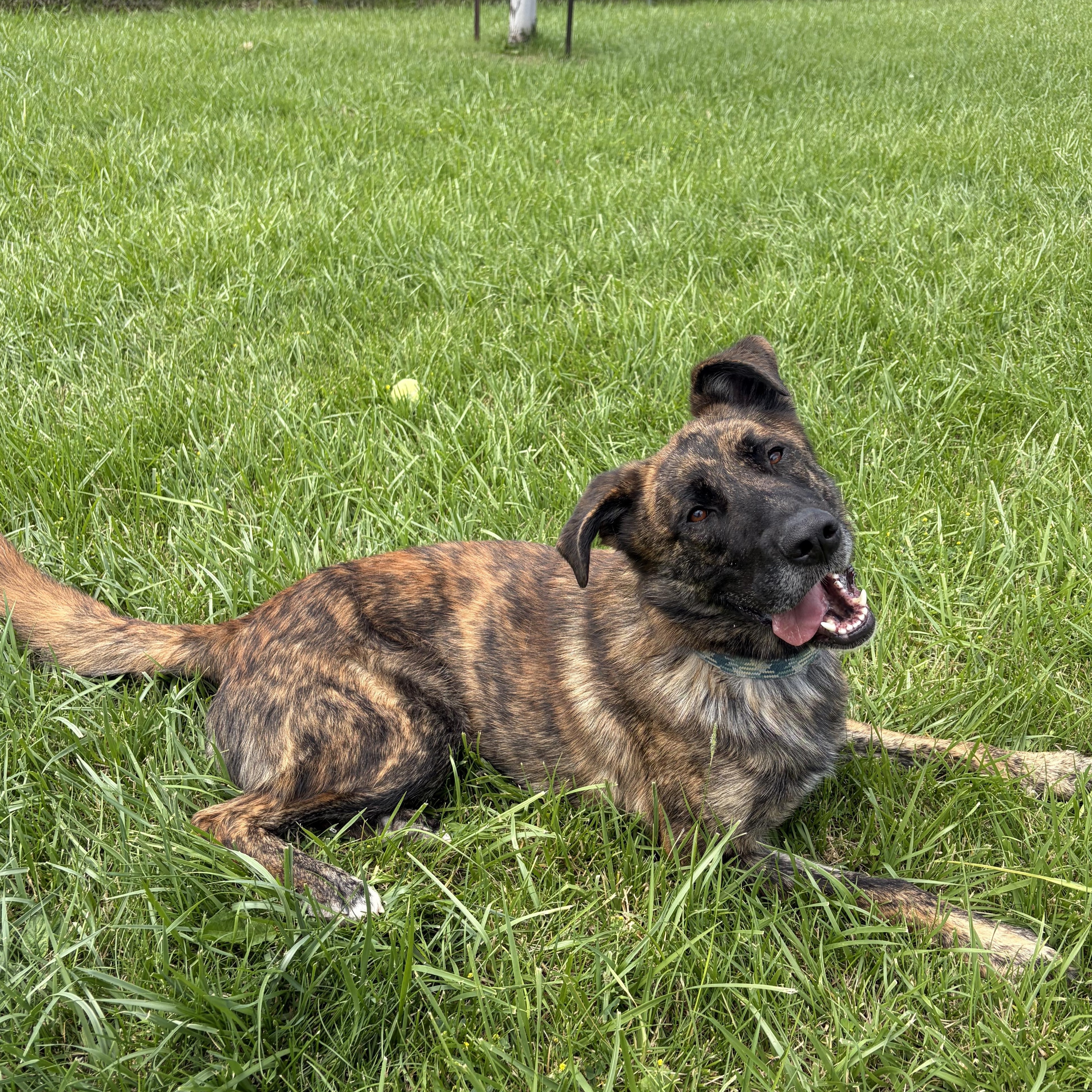 Enlarge Diesel, an adoptable mixed breed in Caledon, ON image 6/6