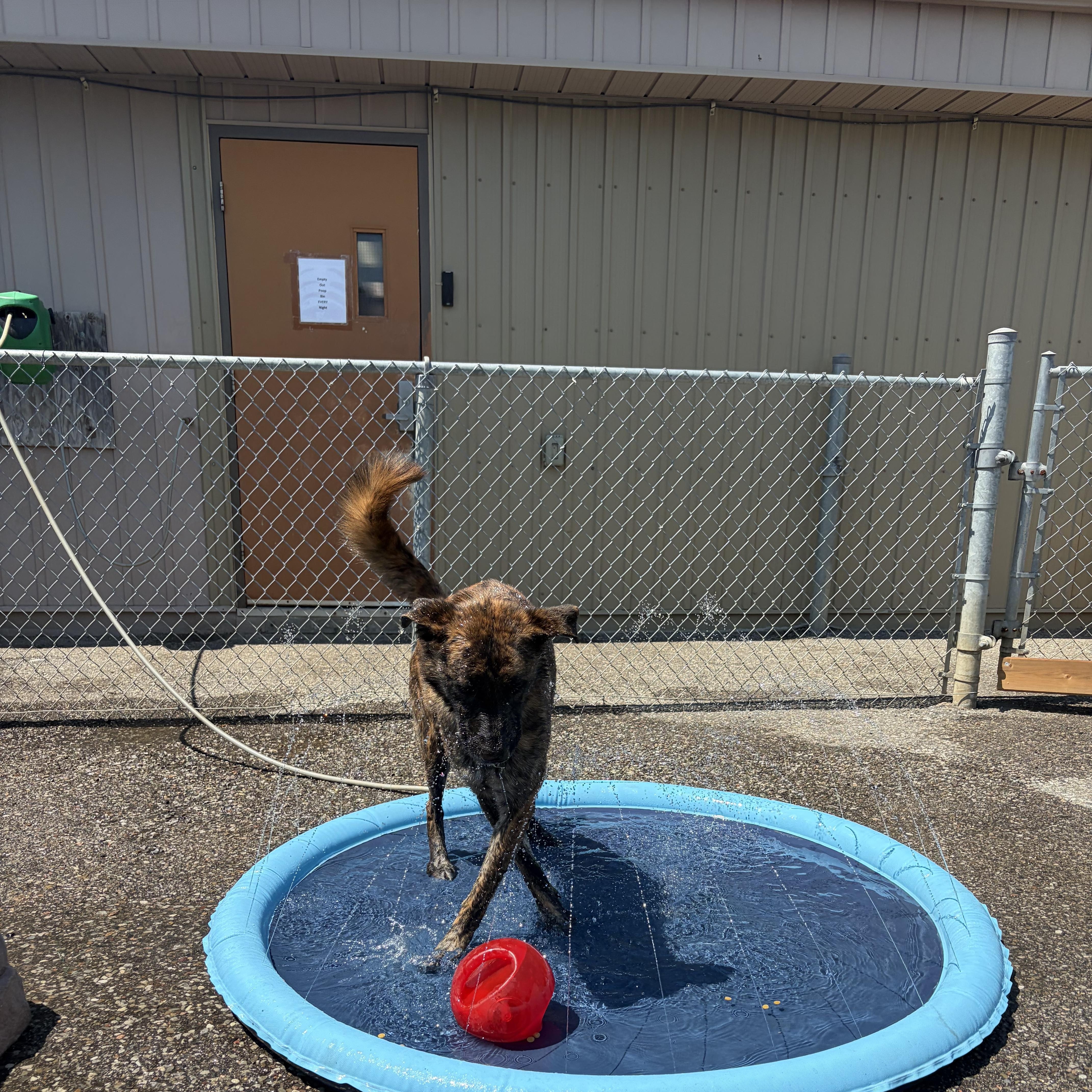 Diesel, an adoptable mixed breed in Caledon, ON image 2/6