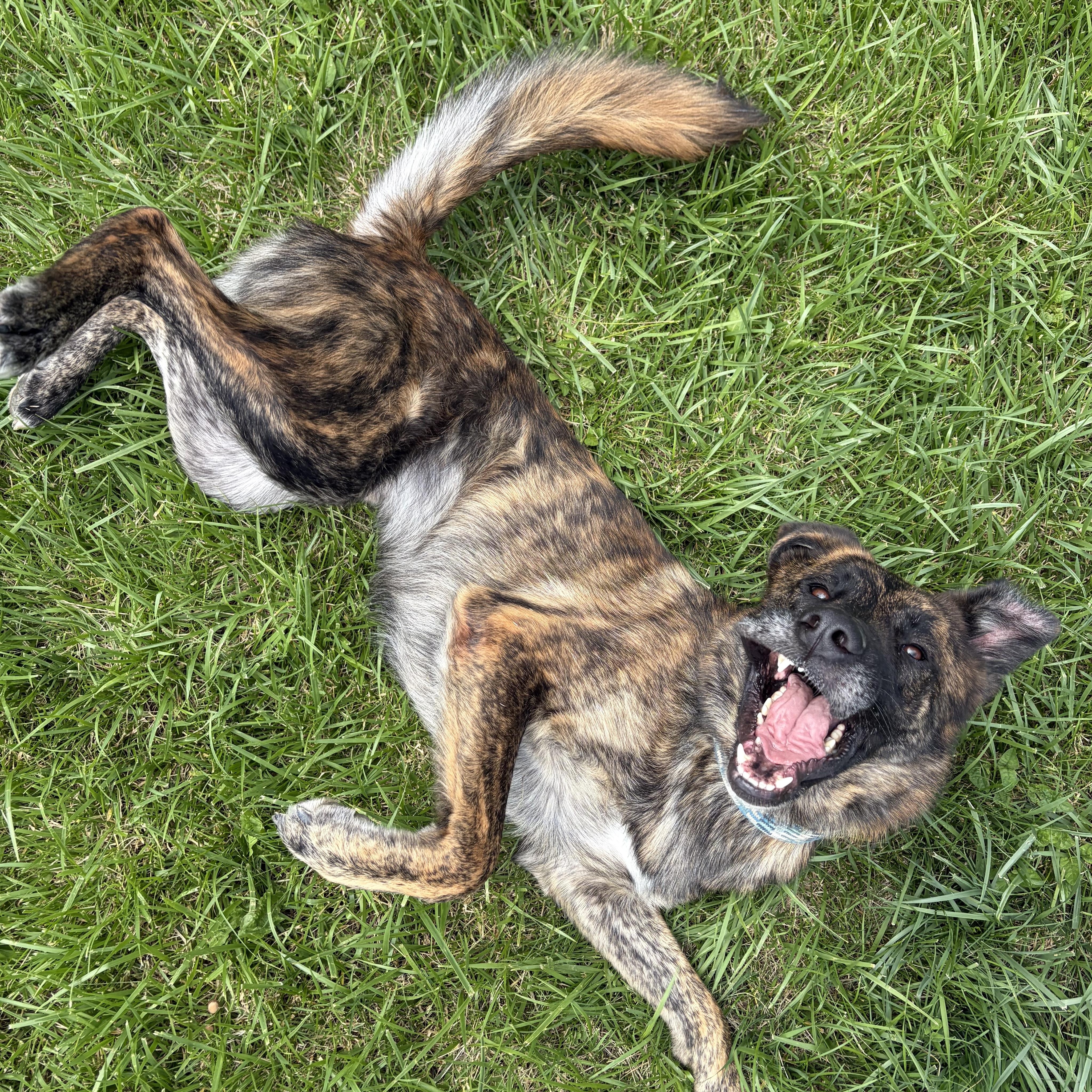 Enlarge Diesel, an adoptable mixed breed in Caledon, ON image 2/6