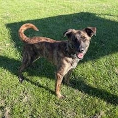 Diesel, ADOPTABLE, Adult Male German Shepherd Dog & Presa Canario.