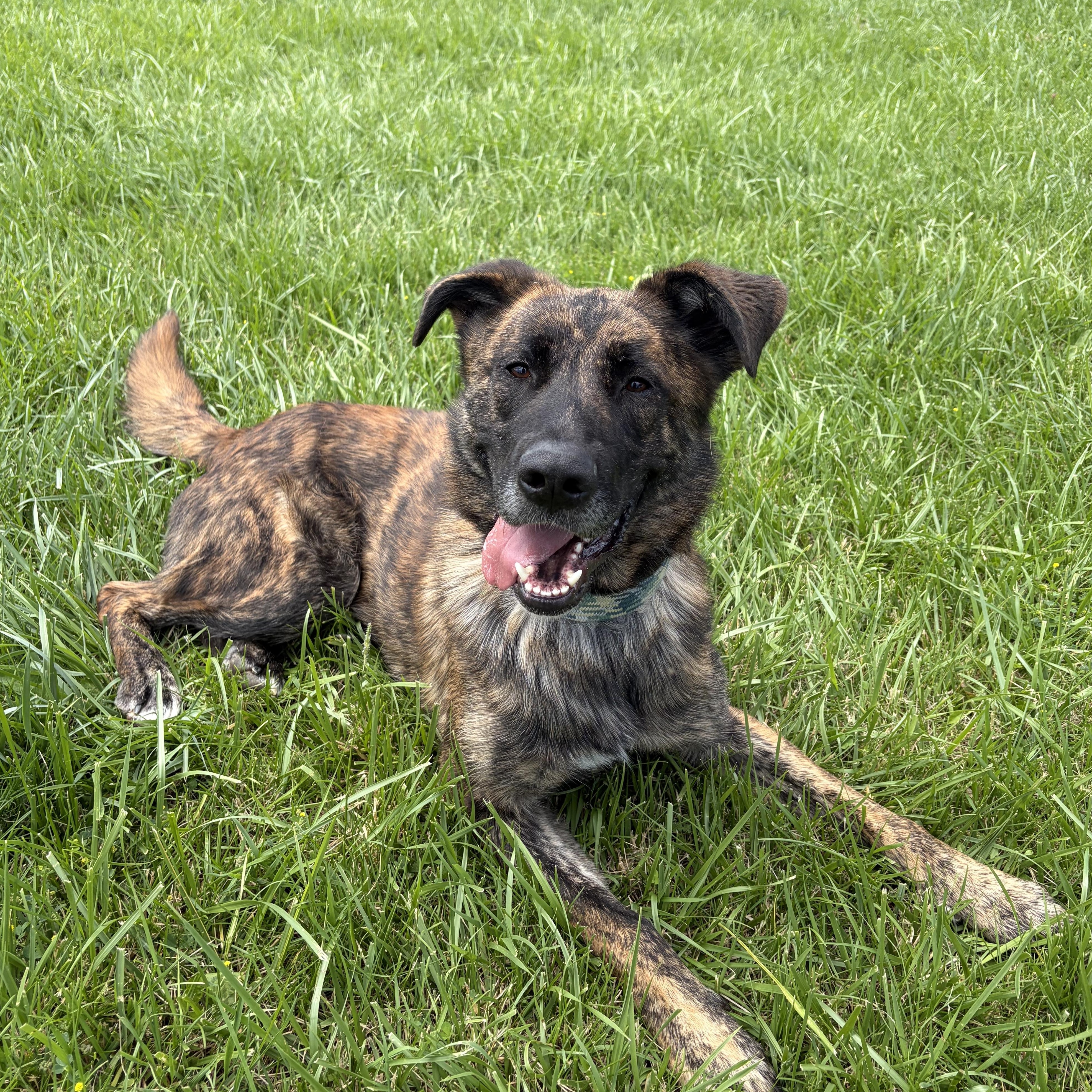 Enlarge Diesel, an adoptable mixed breed in Caledon, ON image 1/6