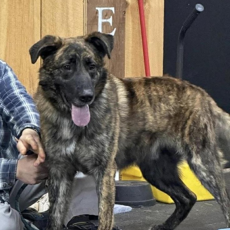 Enlarge Diesel, a ADOPTABLE mixed breed in Caledon, ON image 2/2