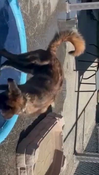 Enlarge Diesel, an adoptable mixed breed in Caledon, ON video 3/6
