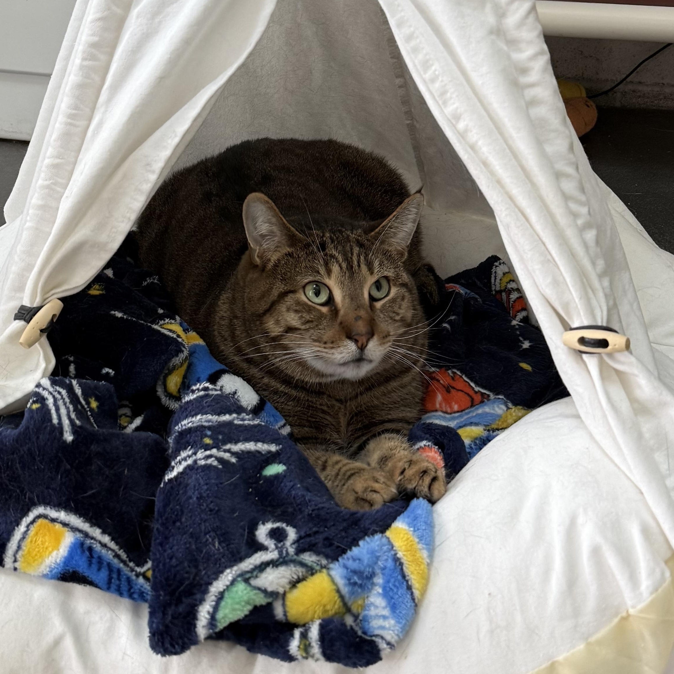 Enlarge Harvey, a Adoptable mixed breed in West Milford, NJ image 2/6