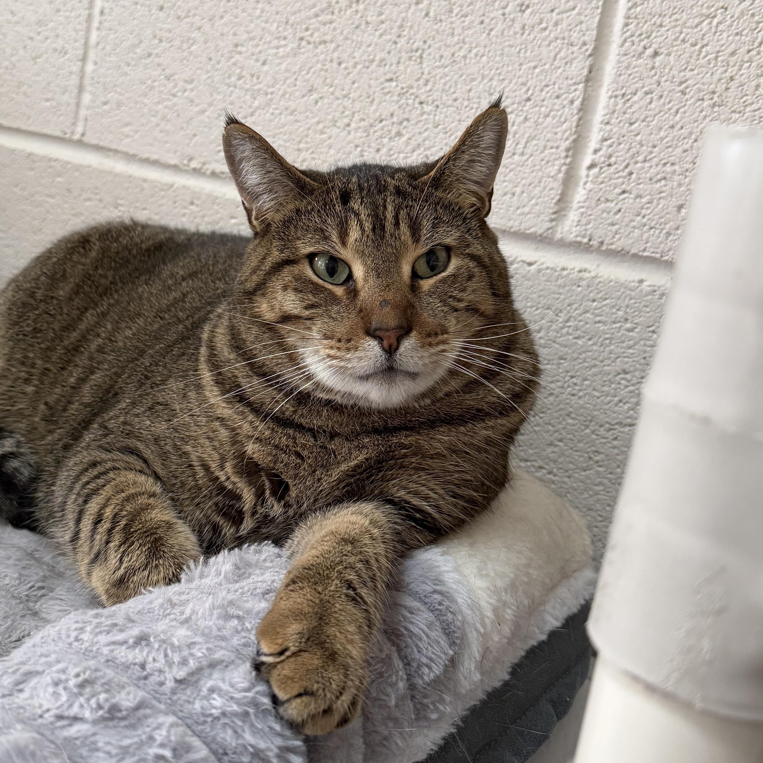 Enlarge Harvey, a Adoptable mixed breed in West Milford, NJ image 6/6