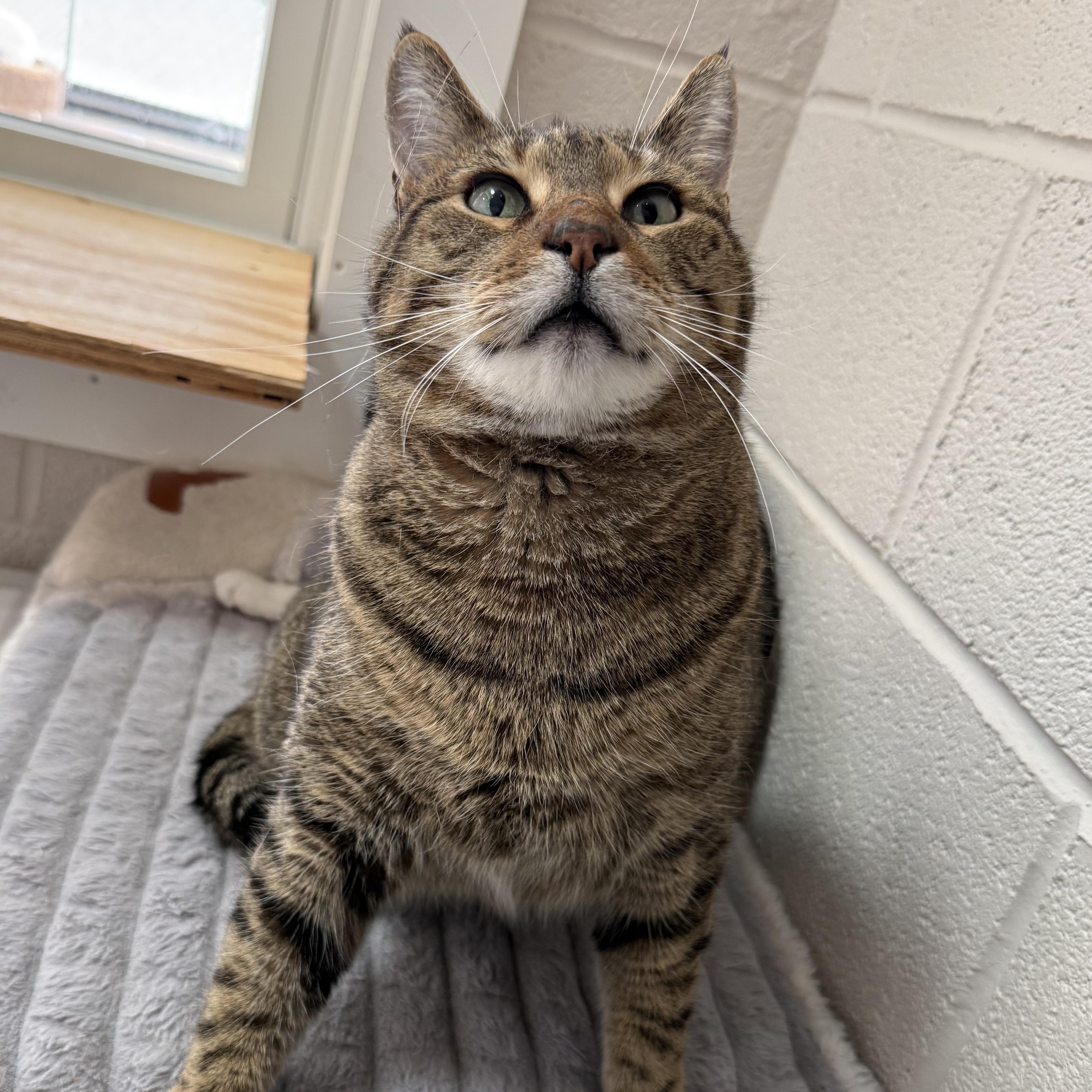 Harvey, Adoptable, Senior Male Domestic Short Hair.