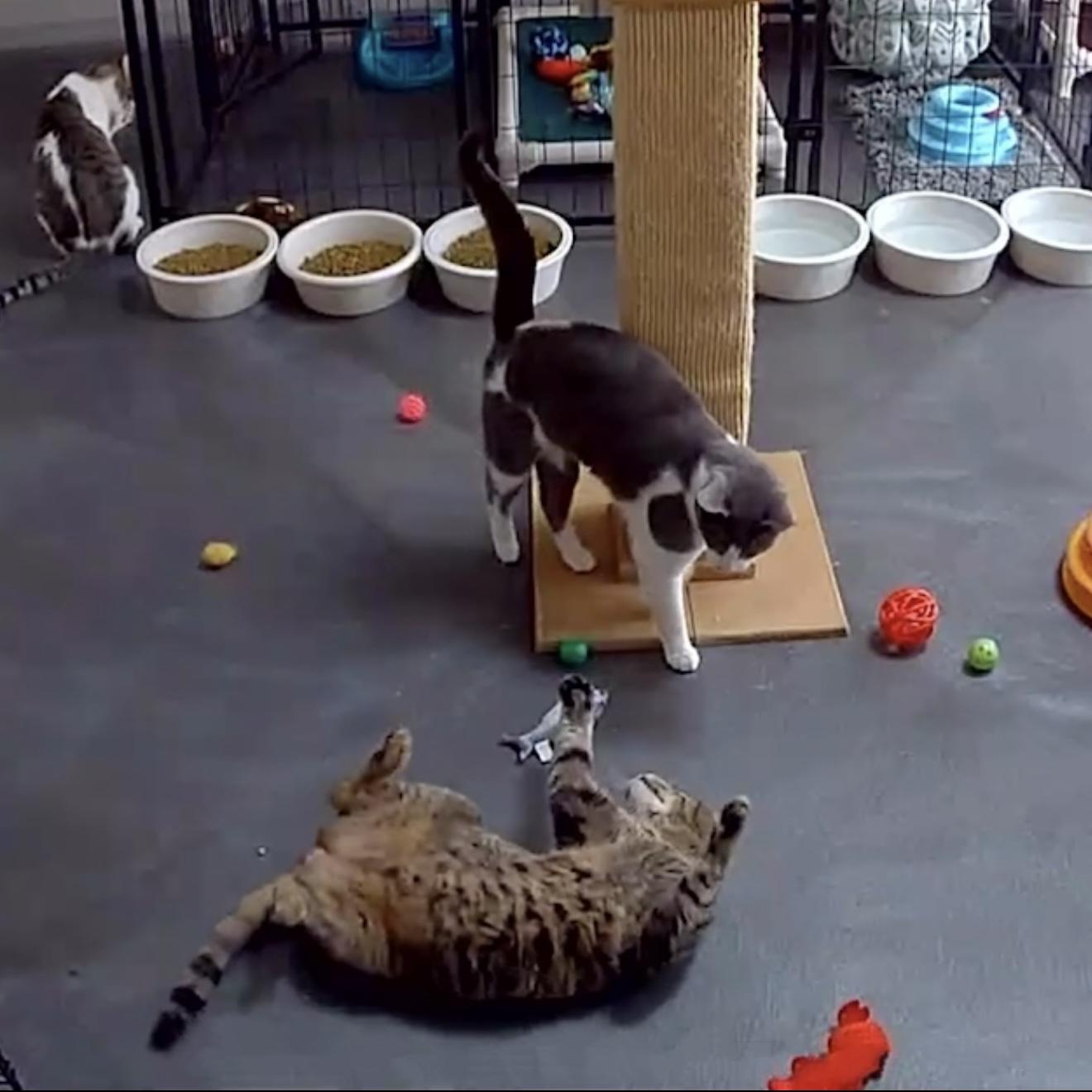 Harvey, a Adoptable mixed breed in West Milford, NJ image 4/6