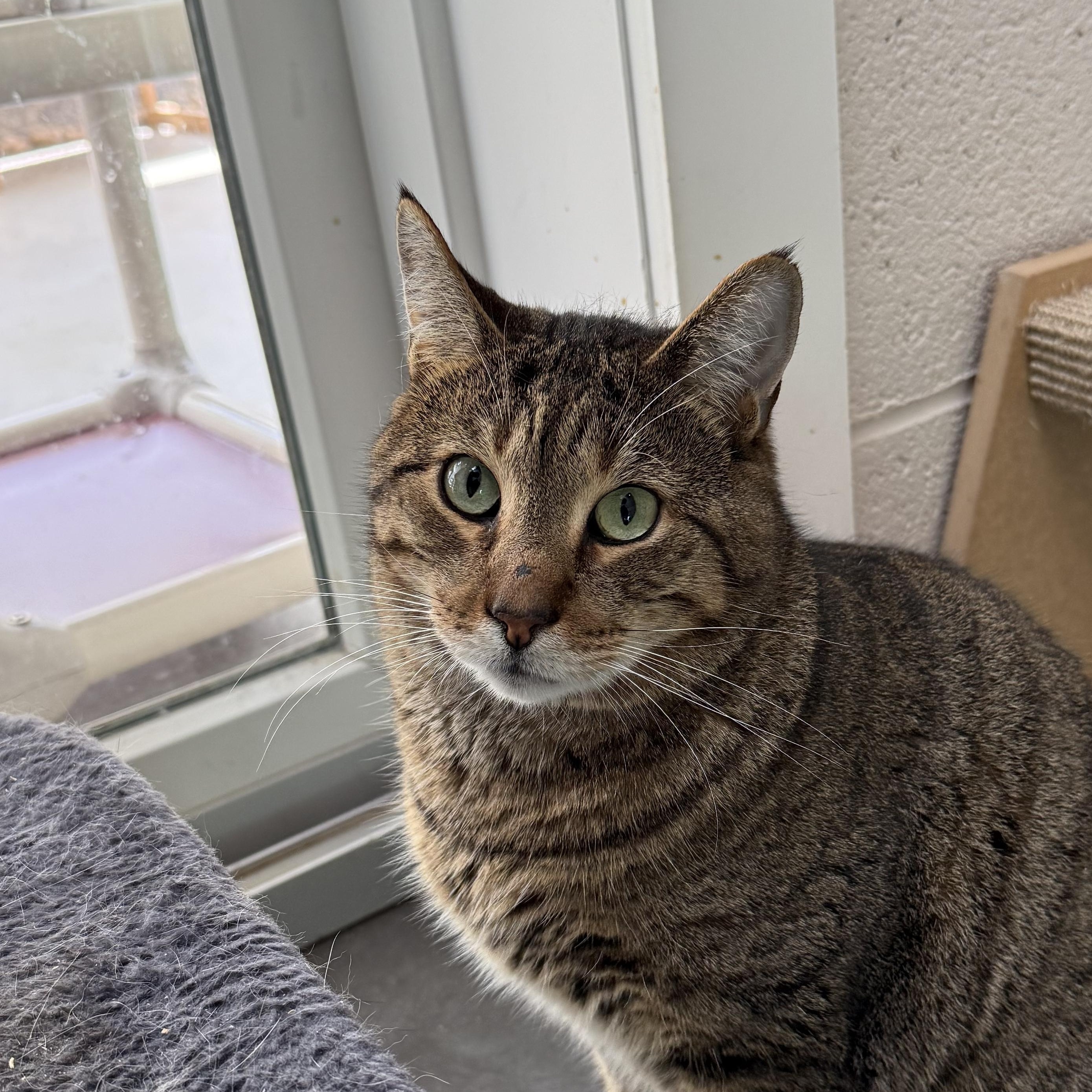 Harvey, Adoptable, Senior Male Domestic Short Hair.