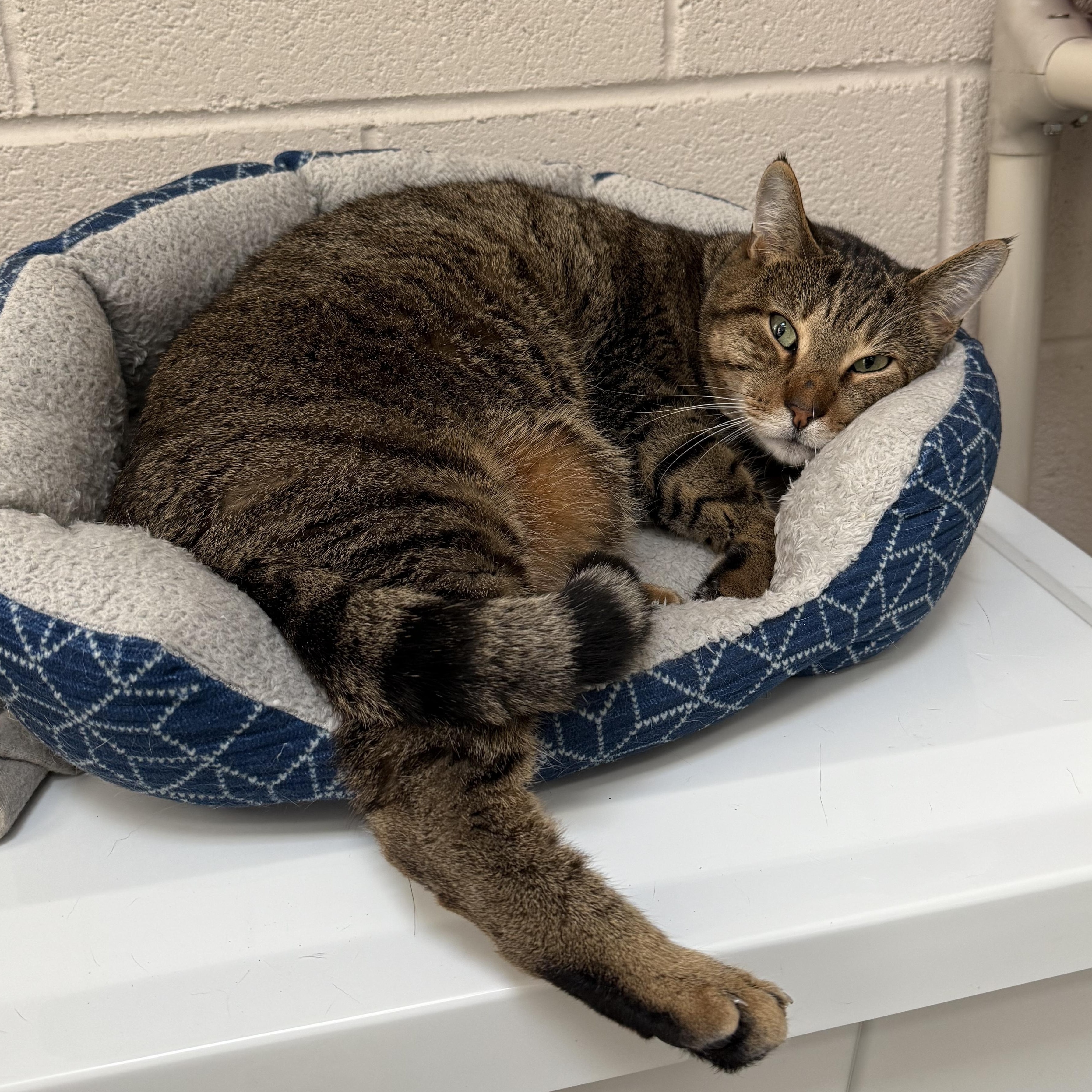 Harvey, a Adoptable mixed breed in West Milford, NJ image 5/6