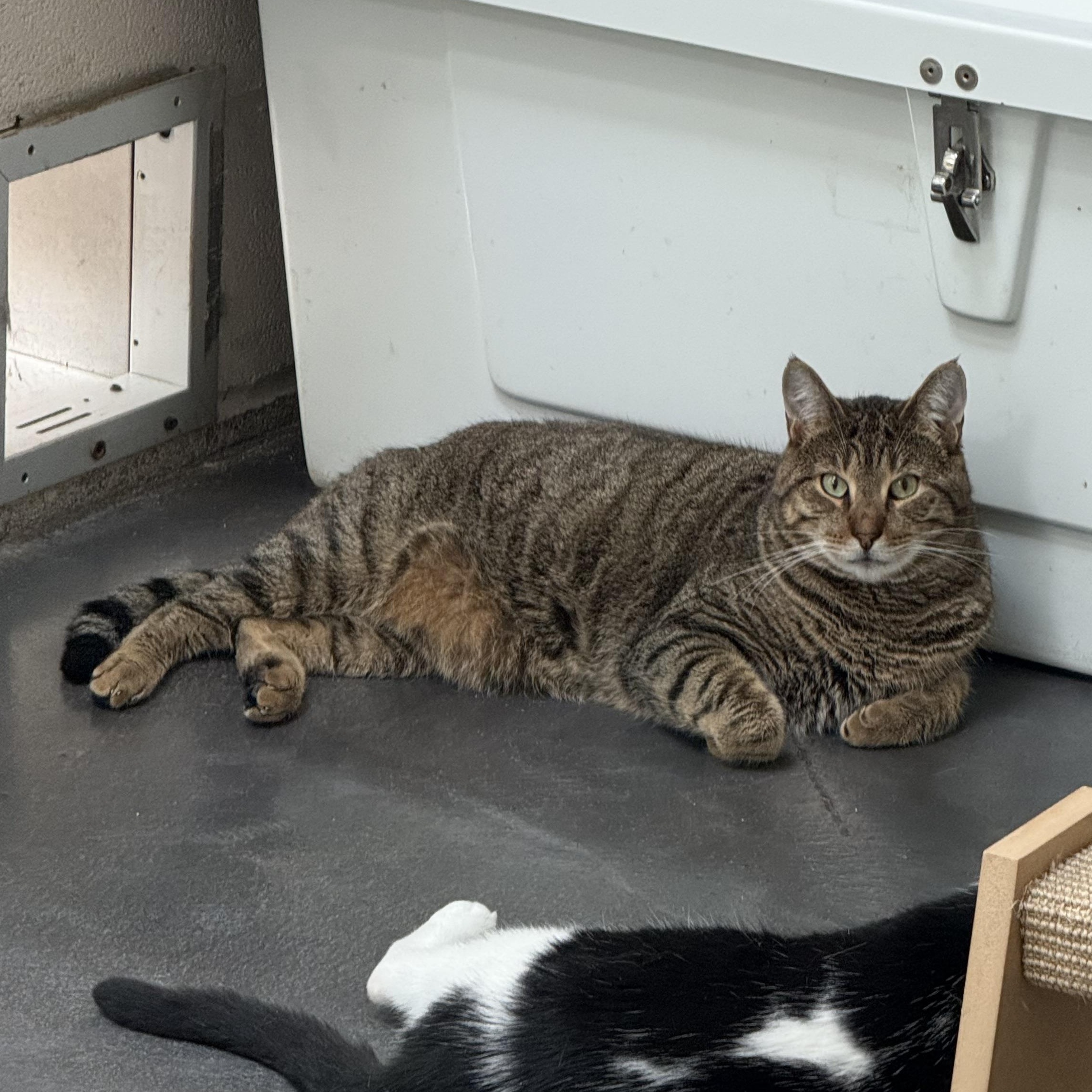 Harvey — thumbnail 5