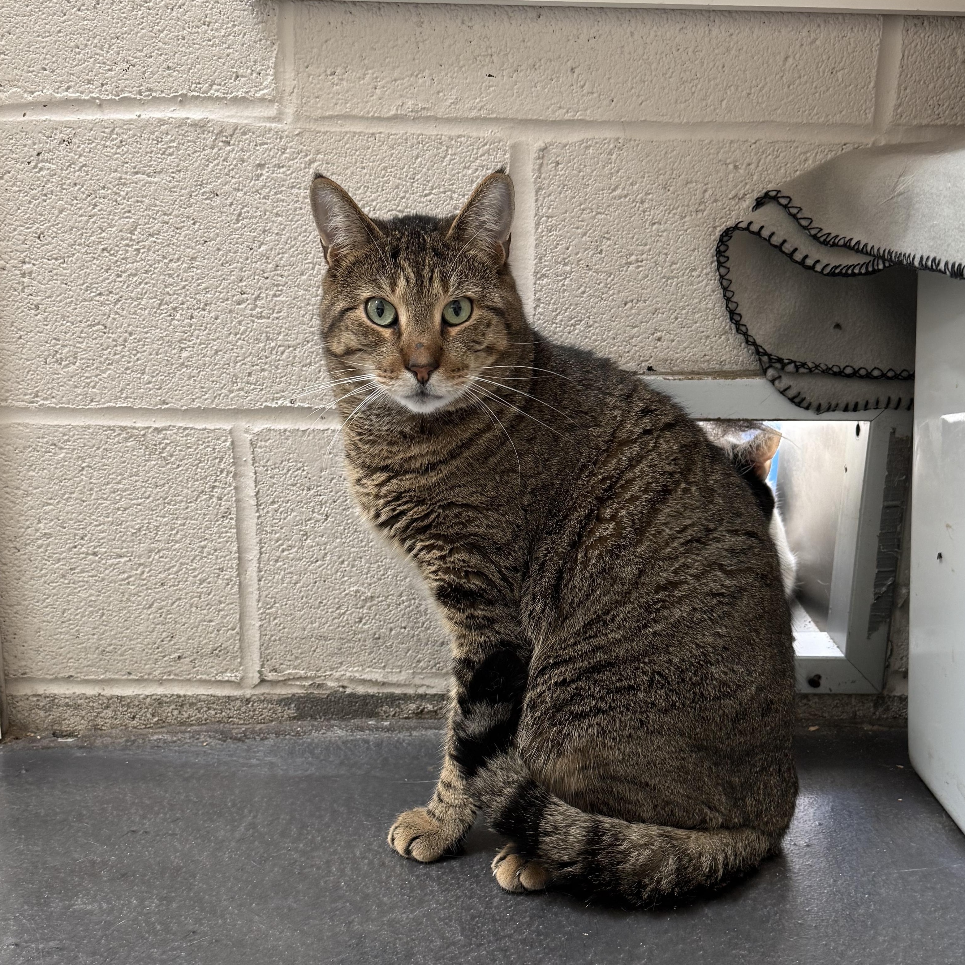 Harvey, a Adoptable mixed breed in West Milford, NJ image 3/6