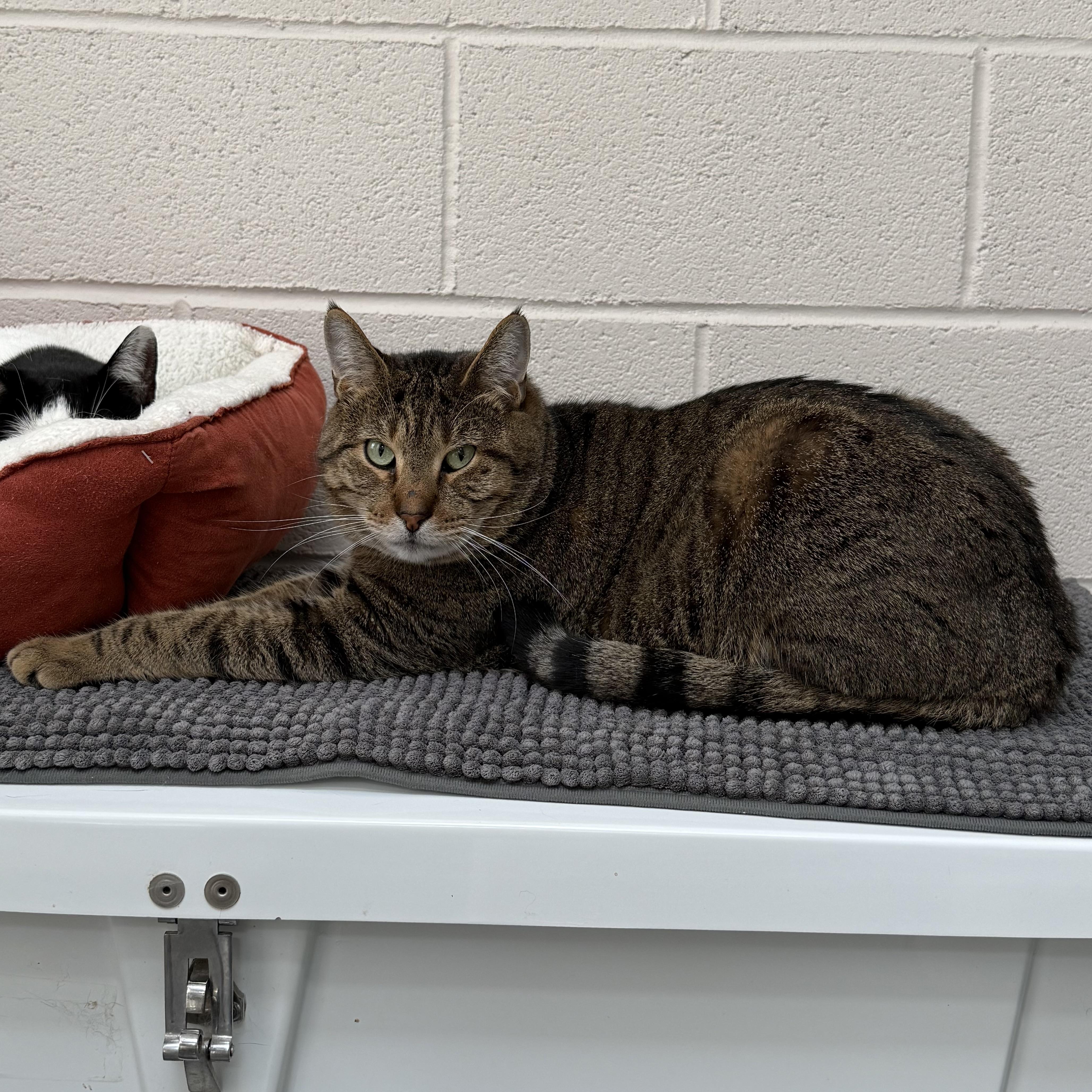 Harvey, a Adoptable mixed breed in West Milford, NJ image 2/6