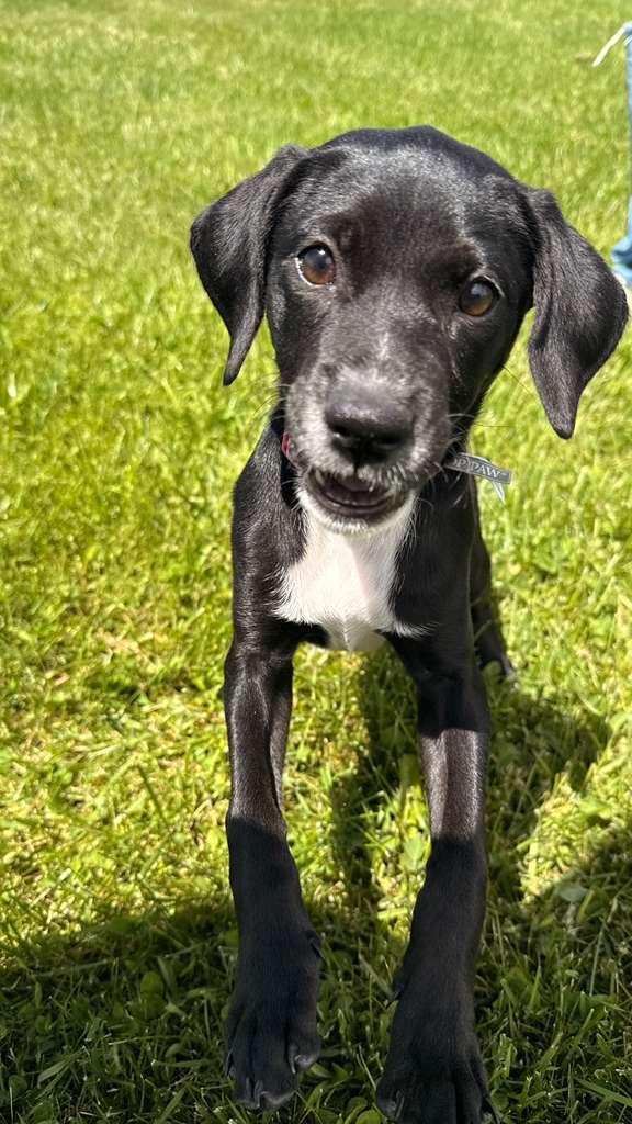 Enlarge LUNA - in NY & ready for a meet & greet, a Adoptable mixed breed in New York, NY image 6/6