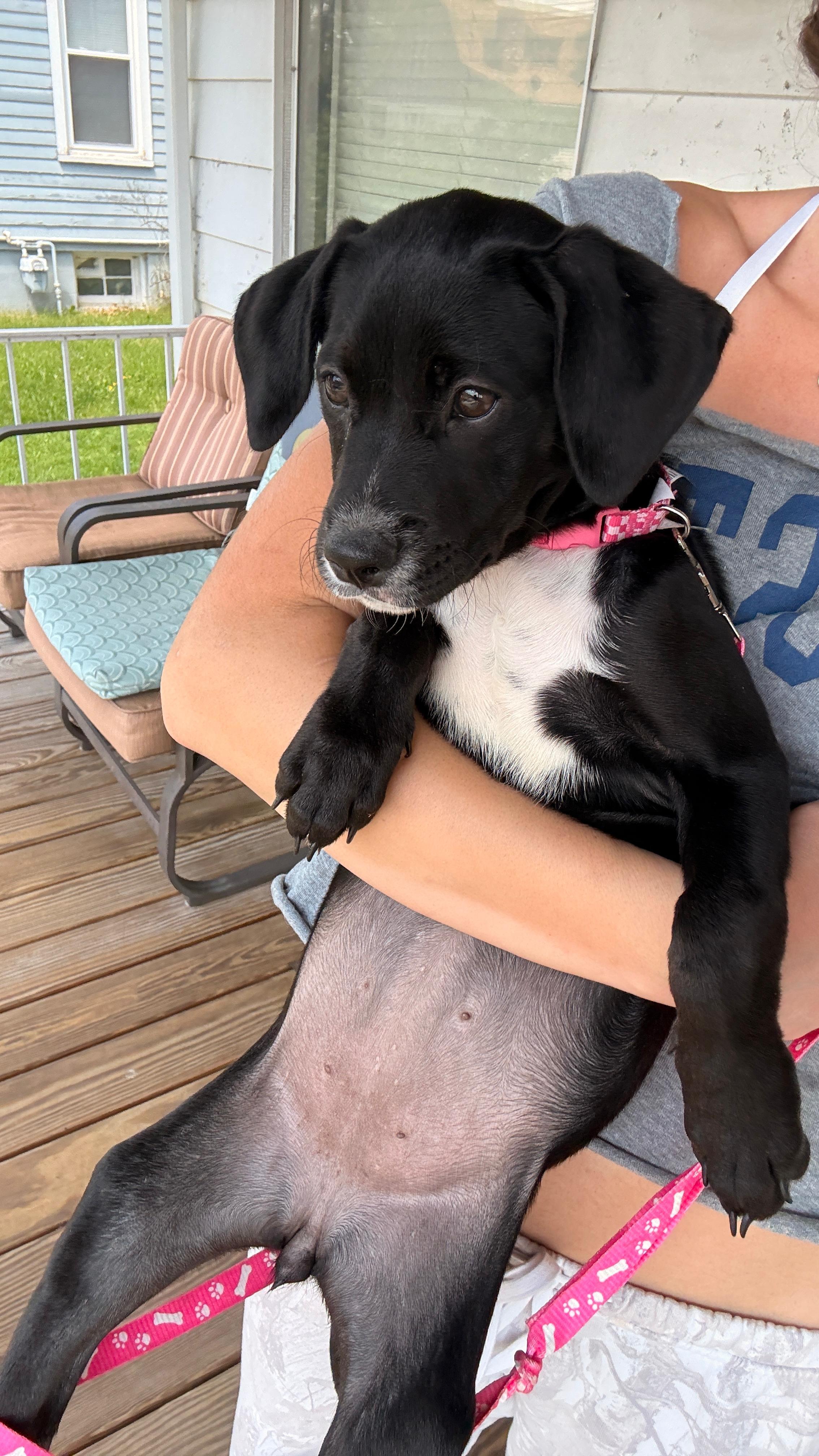 Enlarge LUNA - in NY & ready for a meet & greet, a Adoptable mixed breed in New York, NY image 5/6