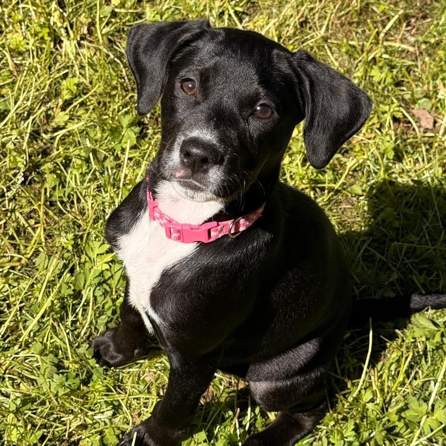 Enlarge LUNA - in NY & ready for a meet & greet, a Adoptable mixed breed in New York, NY image 1/6