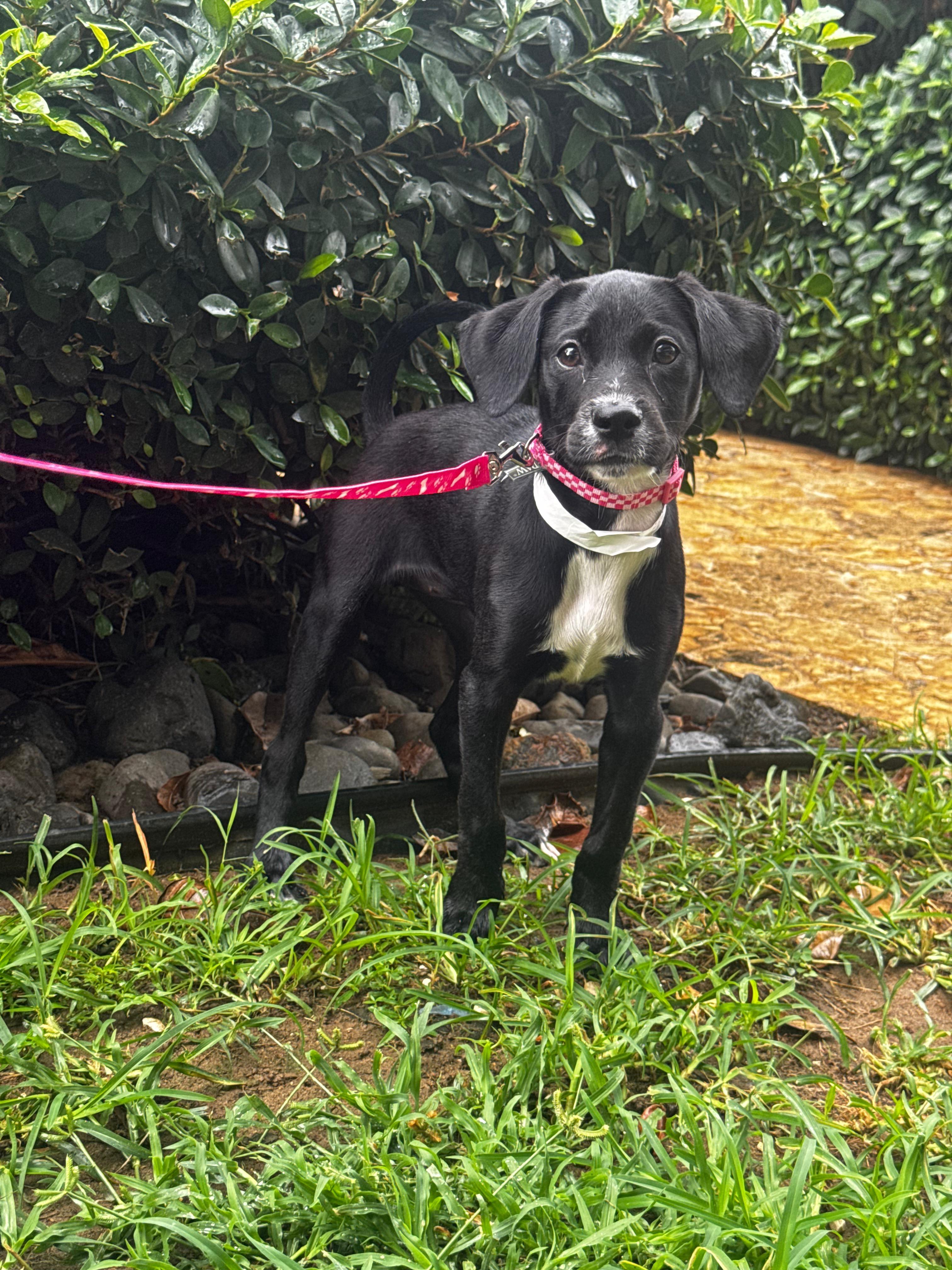 Enlarge LUNA - in NY & ready for a meet & greet, a Adoptable mixed breed in New York, NY image 2/6